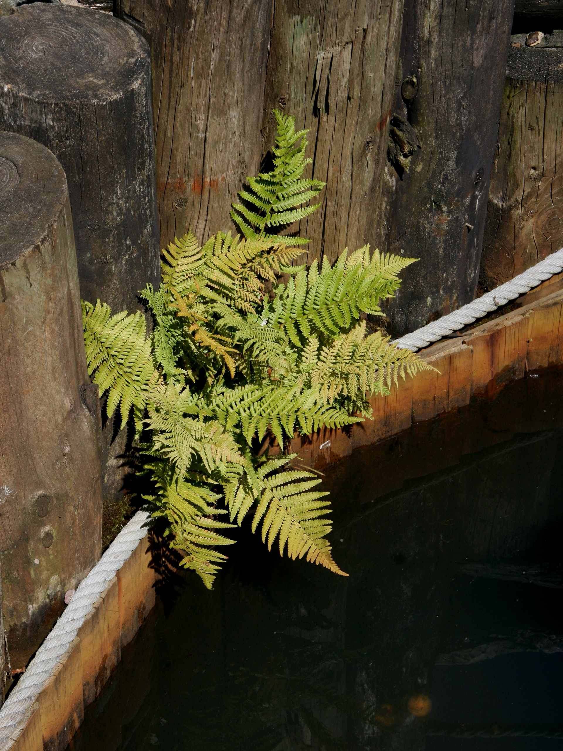 4. Lonesome Fern