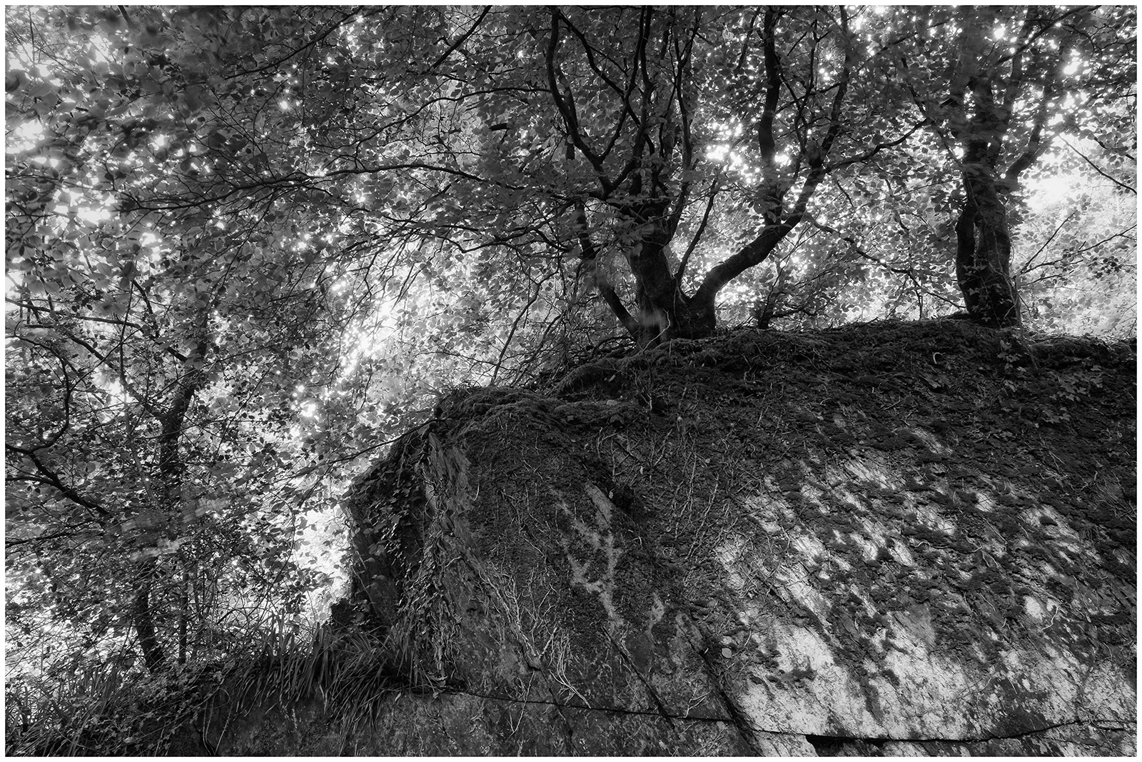 "Trees on rocky outcrop, mono" by Colin Price