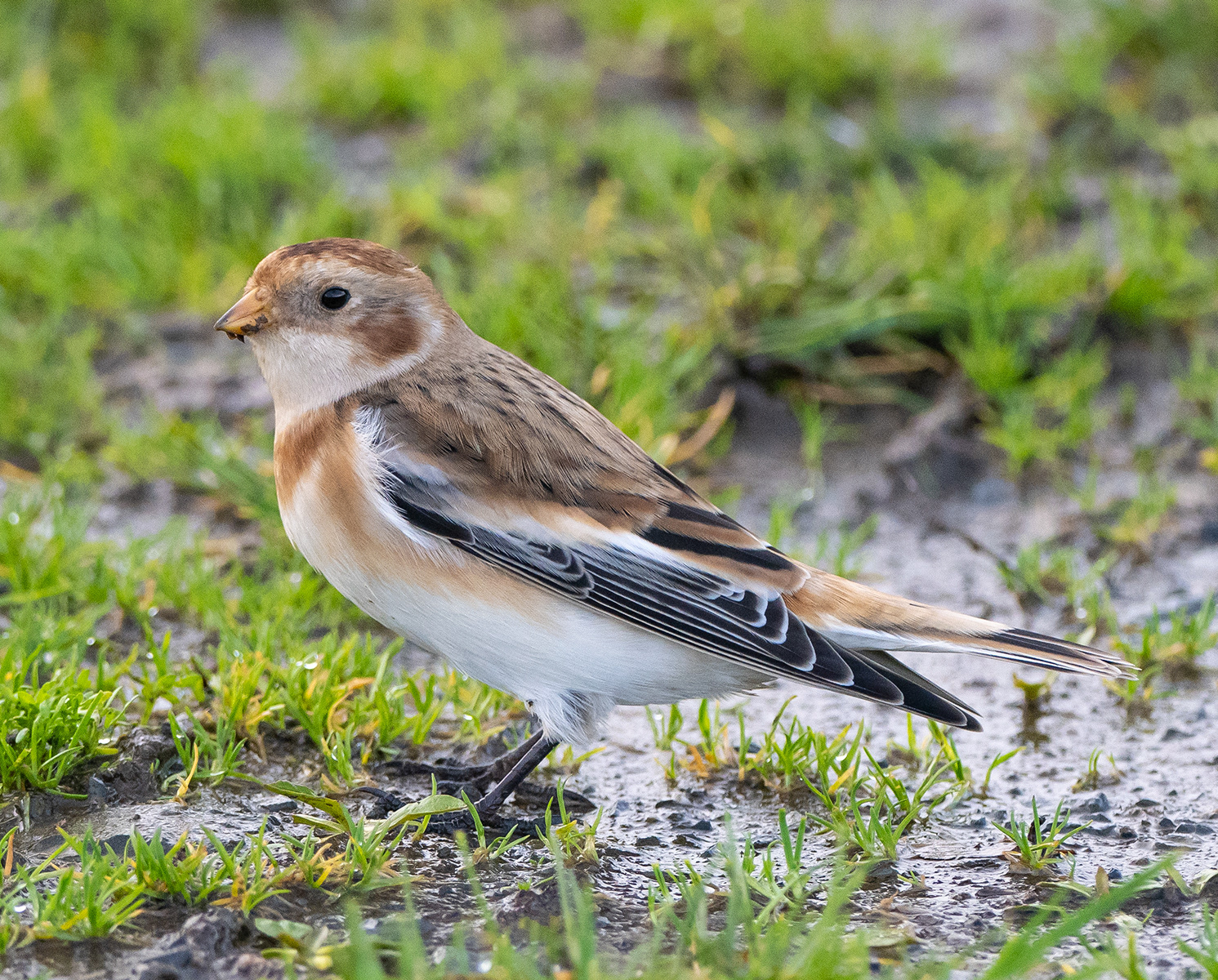 Arctic Visitor