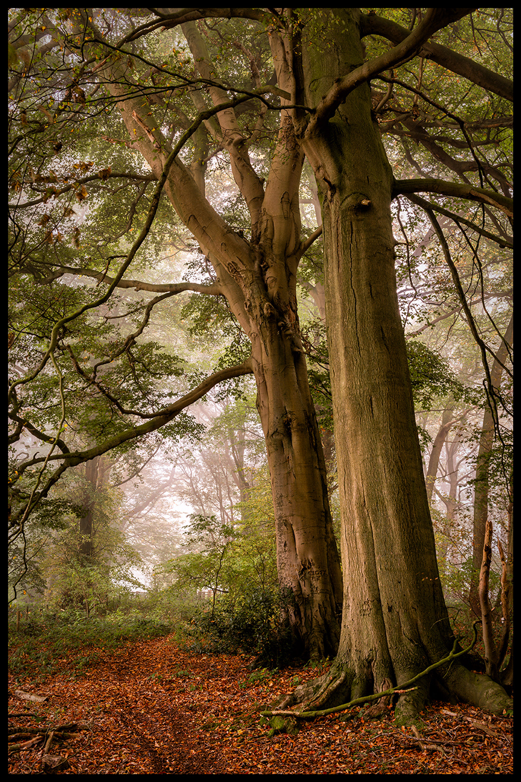 The Old Beeches