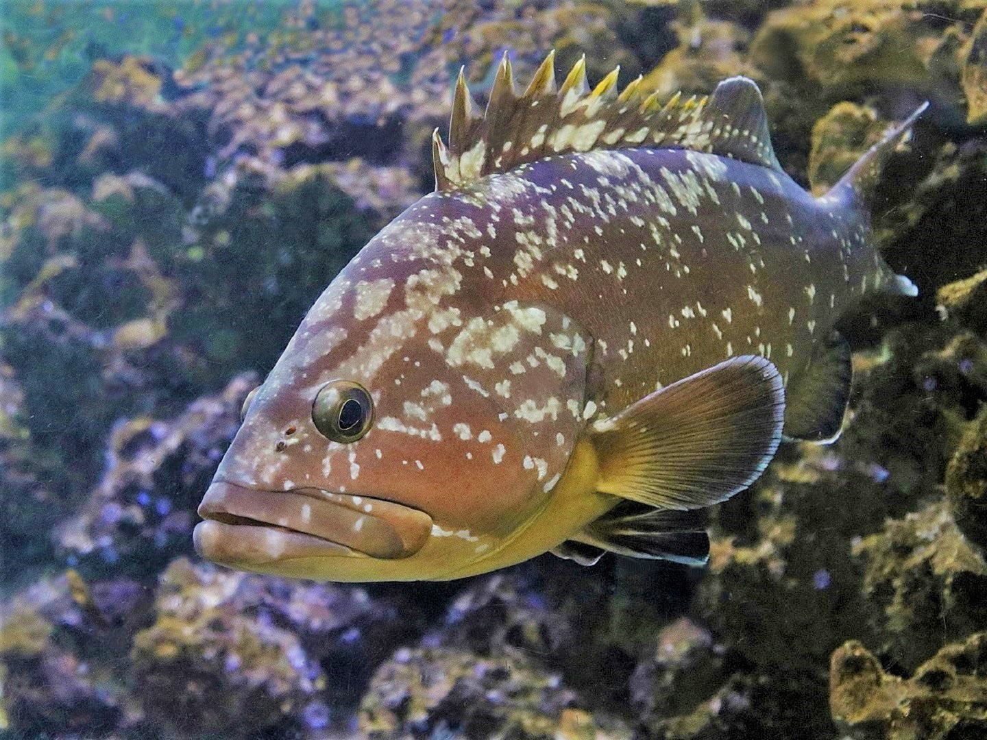 Door Sized Goliath Grouper