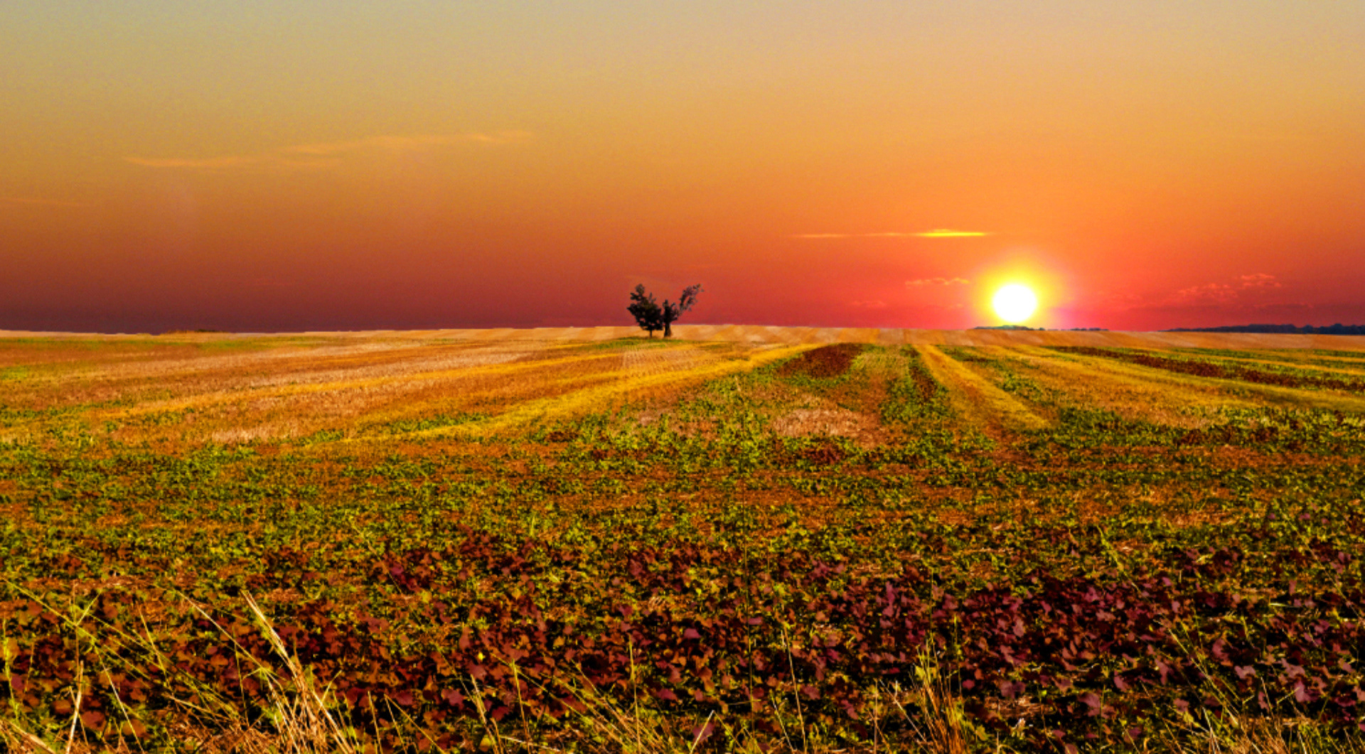 Field of Colour
