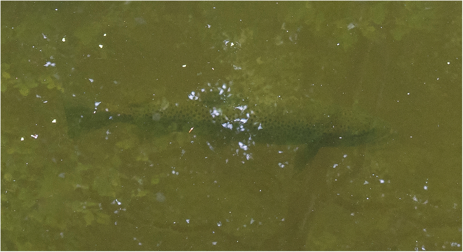 "Salmo trutta crop" by Viv Evans