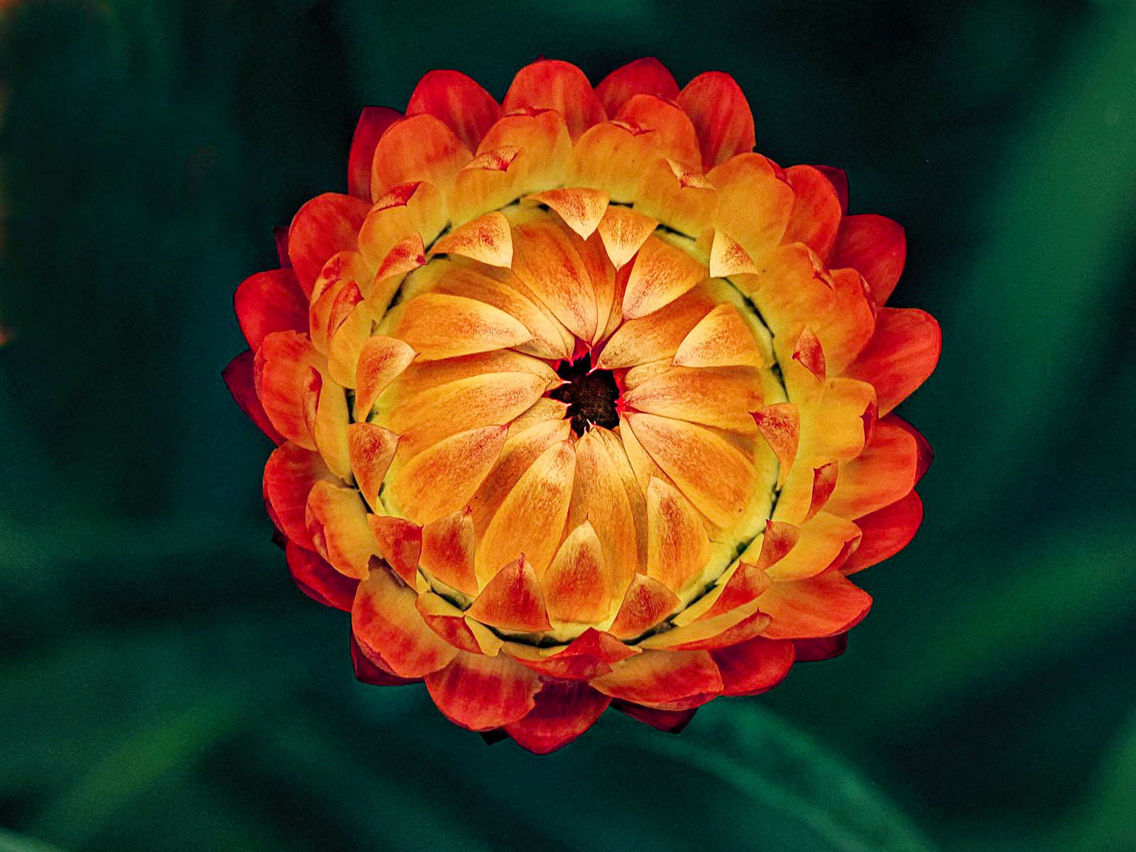 "Flower head" by Stuart Watson