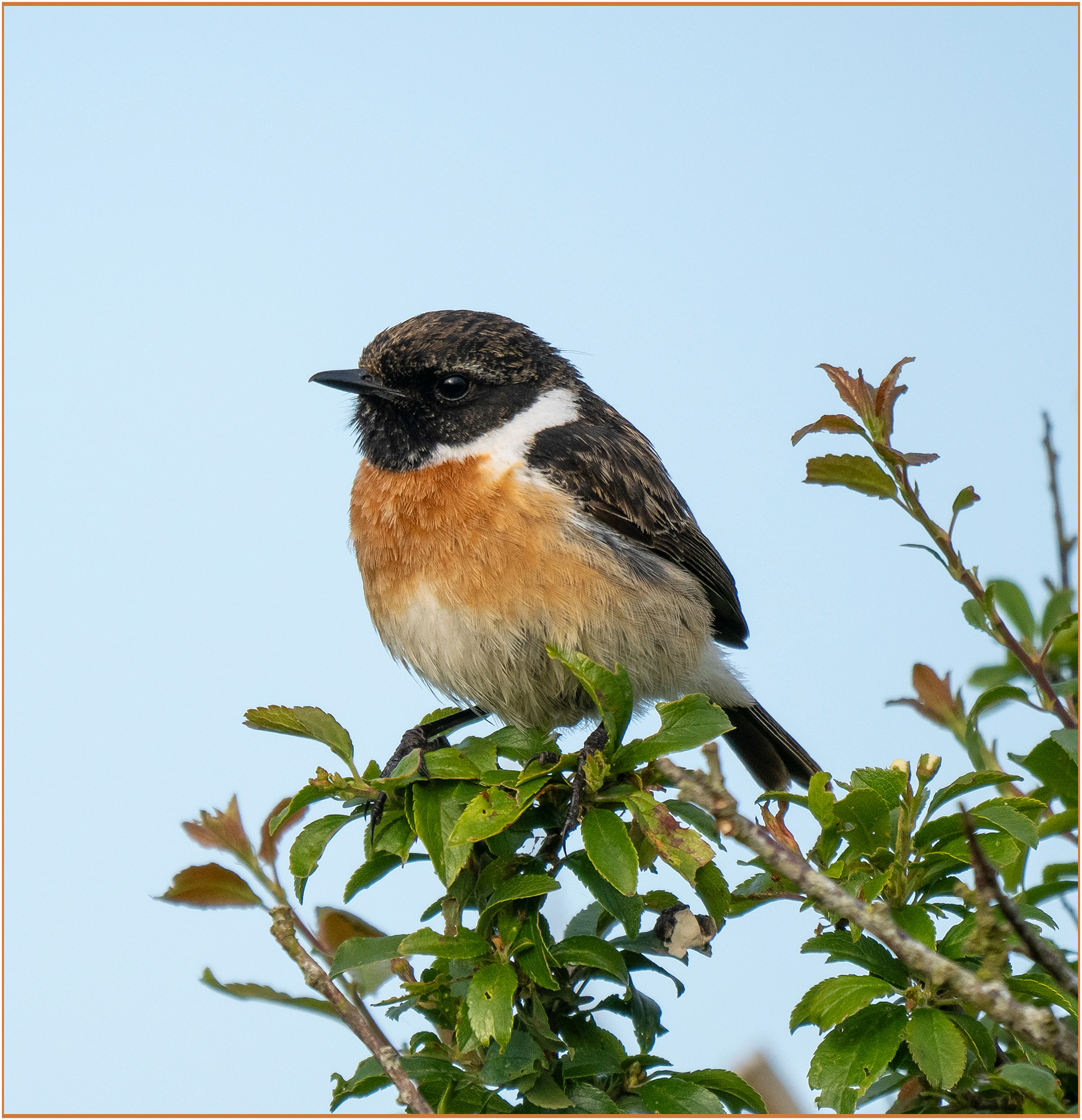30. Stonechat