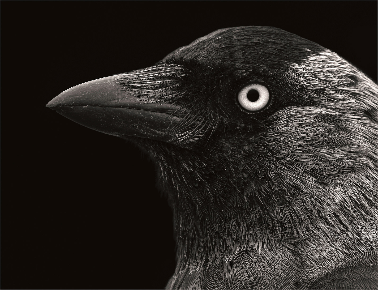 6. The Majestic Jackdaw