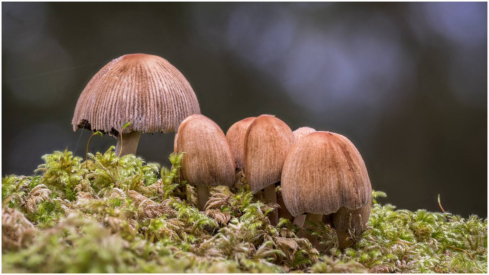 4. Back from the barbers