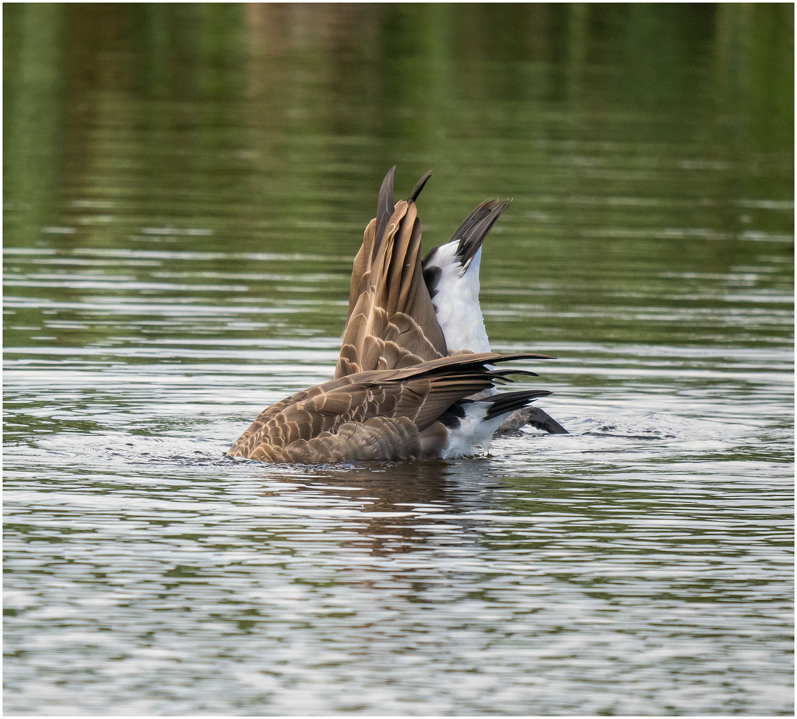 "A..e up" by Viv Evans