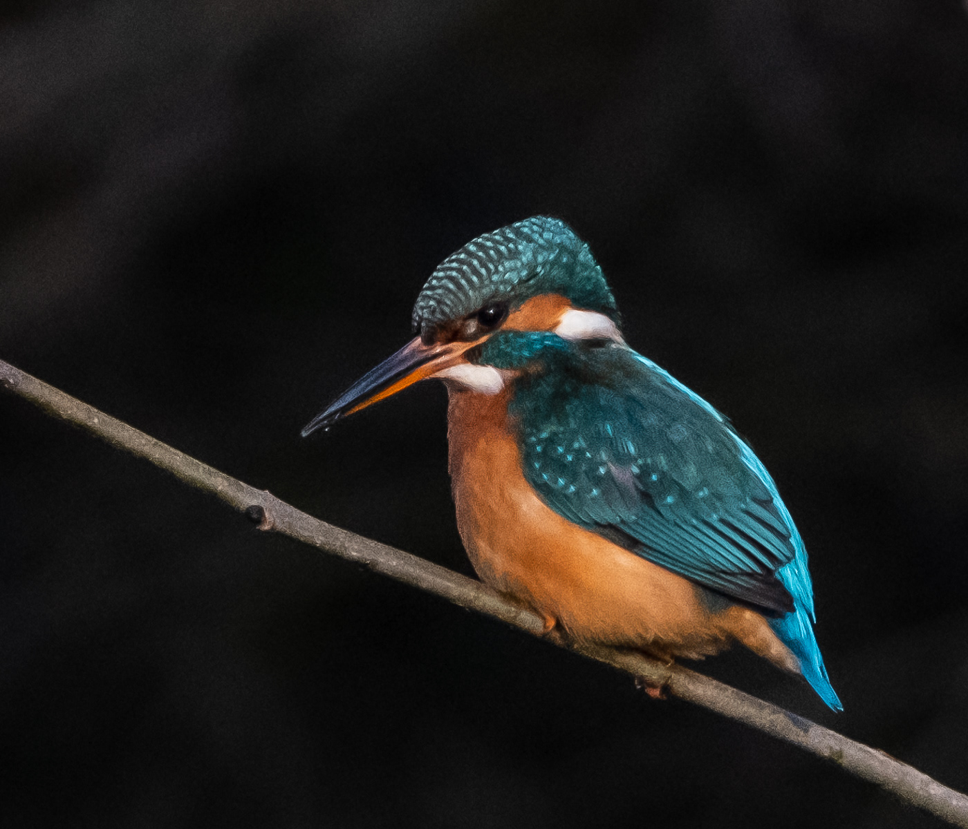 Kingfisher on Perch