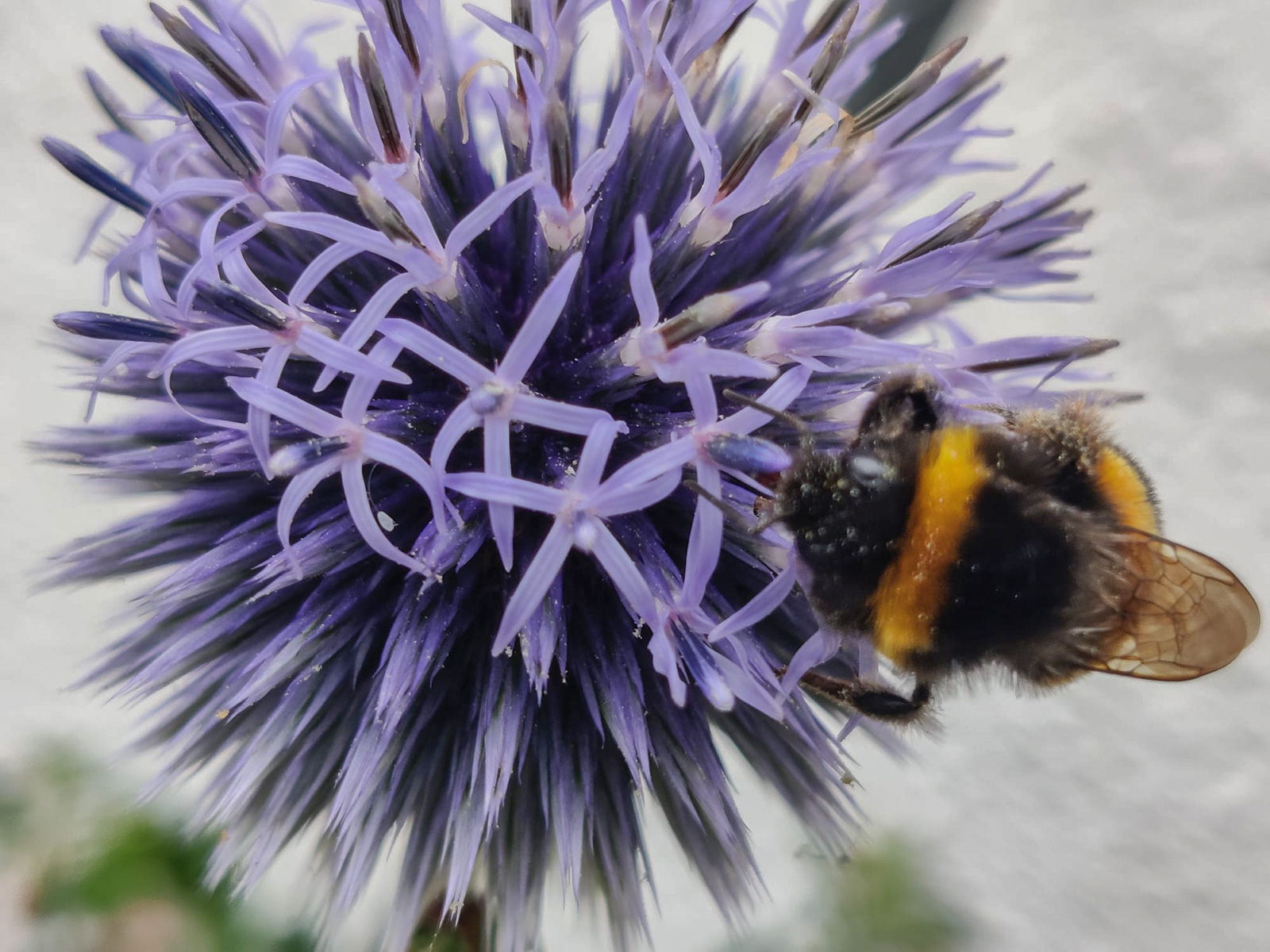 "Busy bee" by Hilary Harding