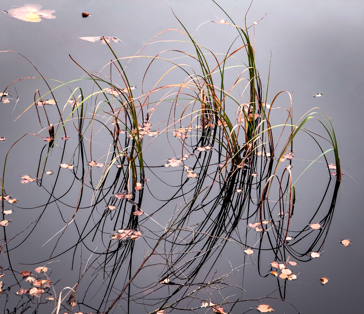 "Reeds" by Gareth Parry