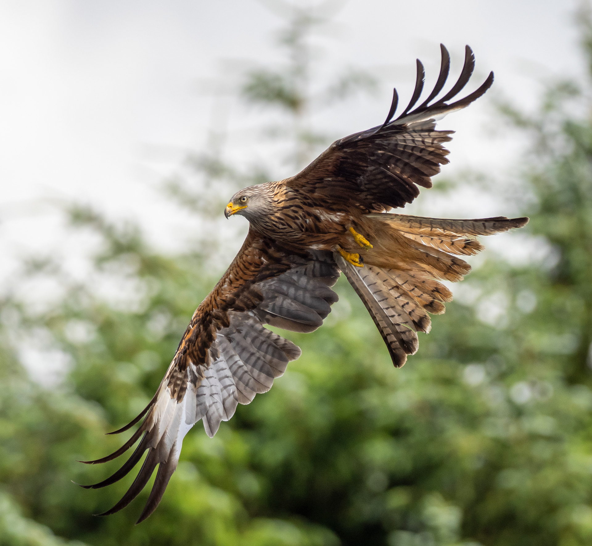 Barcud 2 170723 by Viv Evans