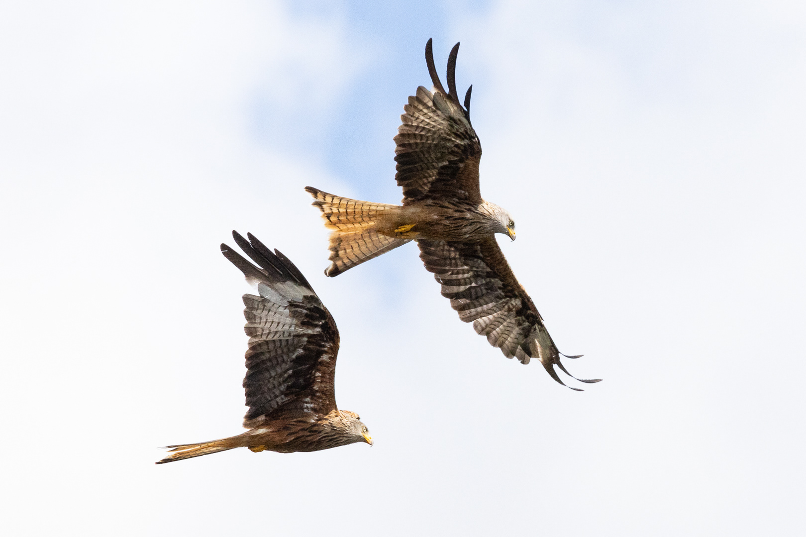 "Nant-yr-Arian kites", by Morlais Davies