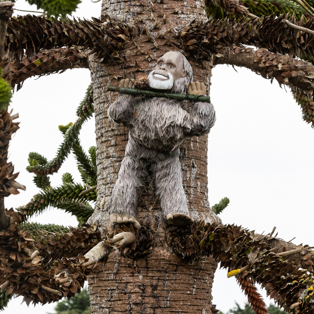 "Monkey Puzzle" by Morlais Davies