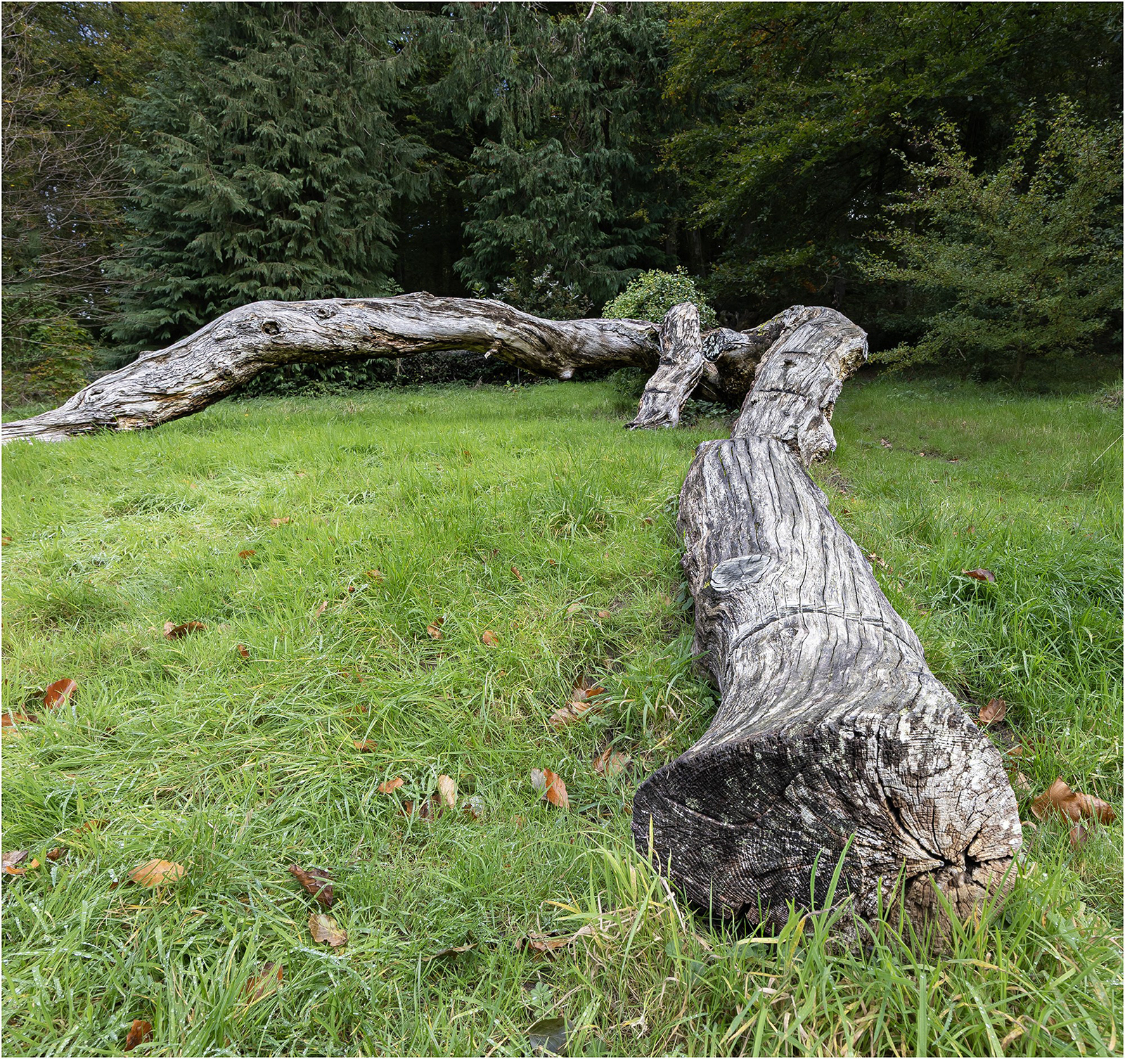 "Timber" by Viv Evans