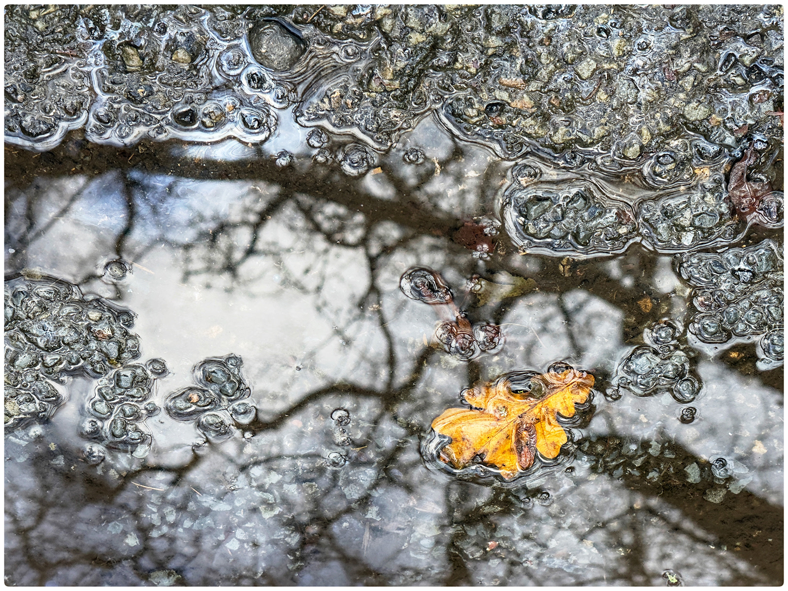 Reflections and Refractions (Lis Singer) 19 points