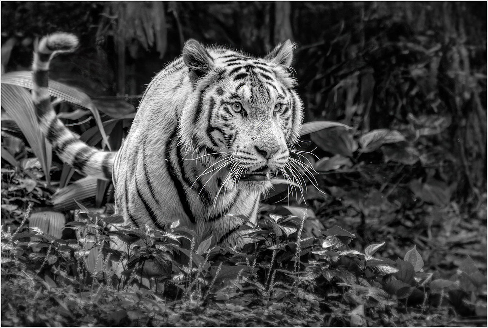 White Tiger Stalking