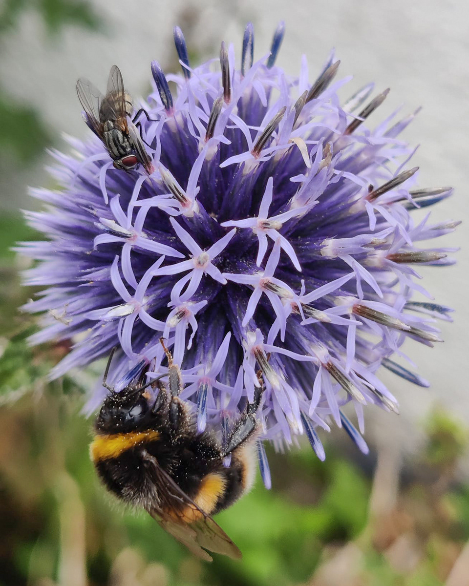 "Busy bee and nosey fly" by Hilary Harding
