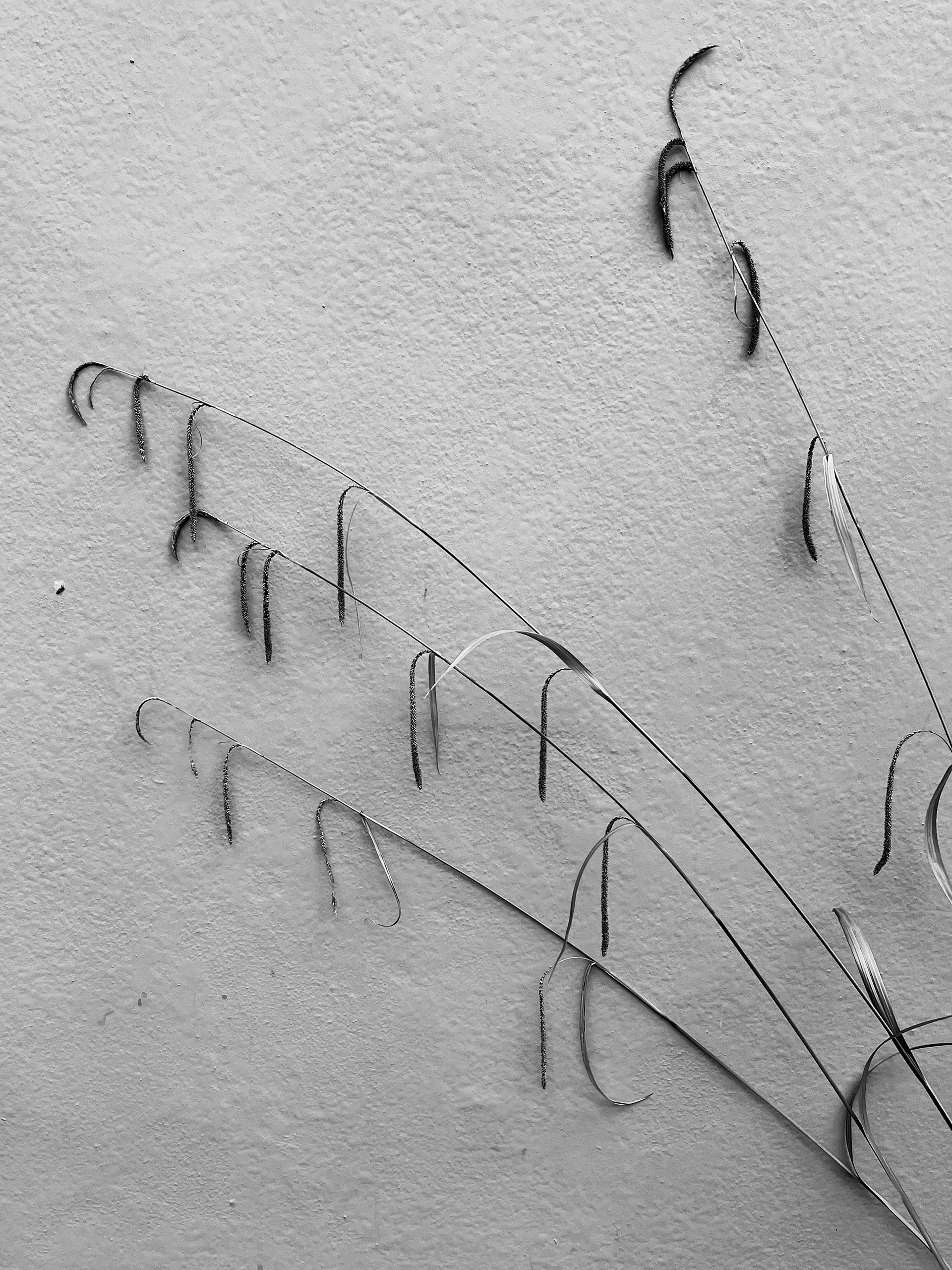 IMG_2135 by Morlais Davies