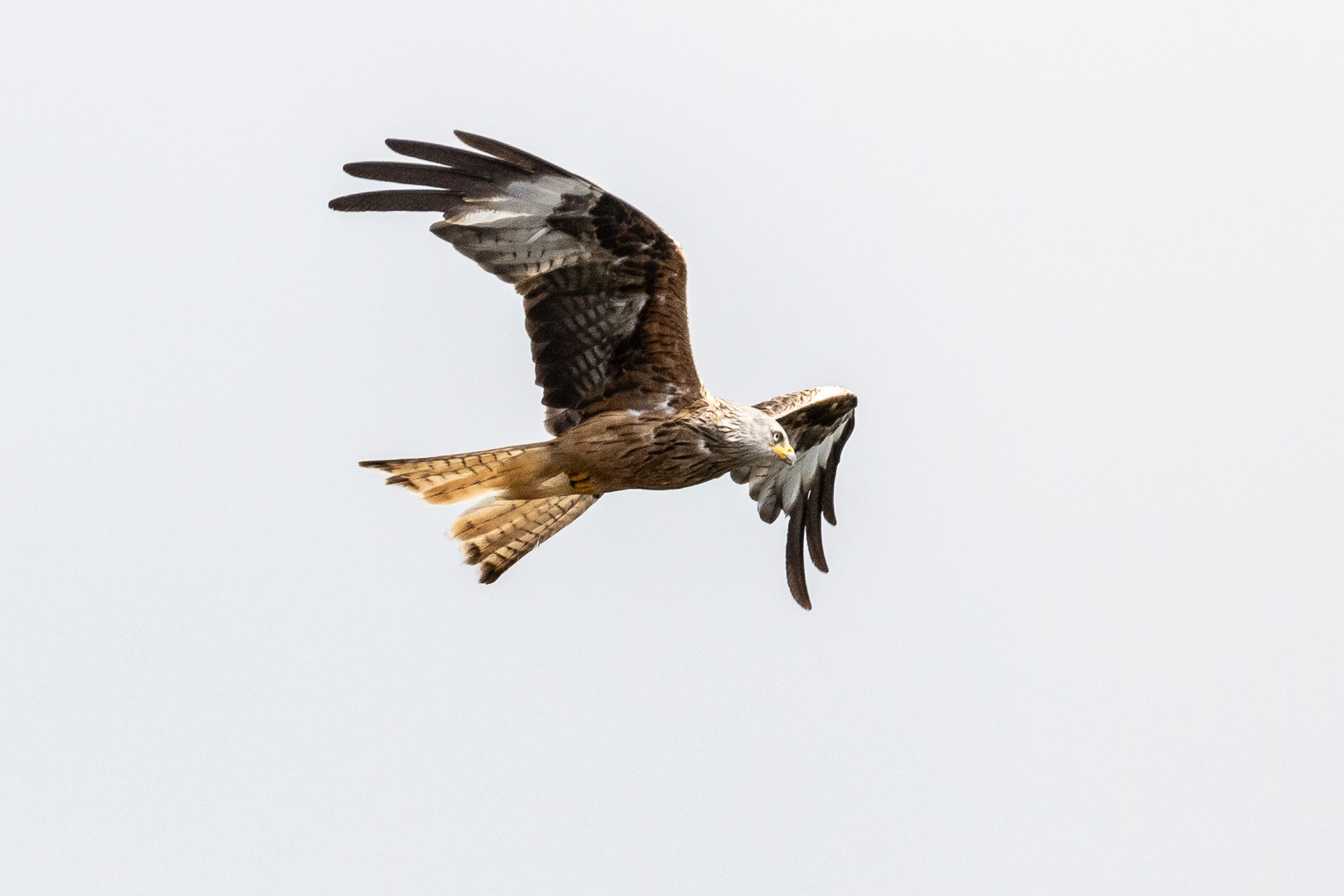 "Nant-yr-Arian kite", by Morlais Davies
