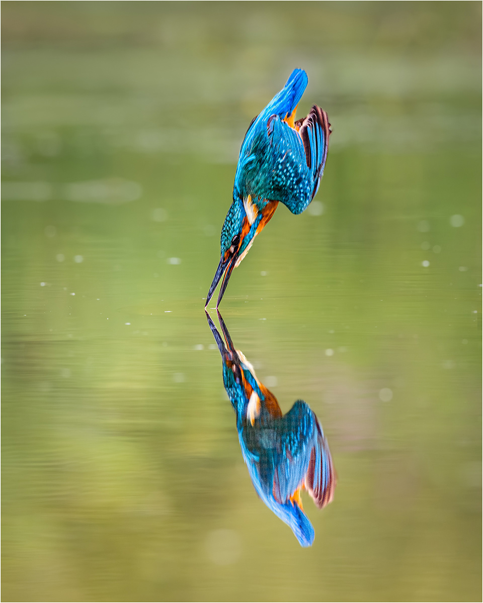 1st: "Kingfisher Diving into the Avon" by Anne Jones
