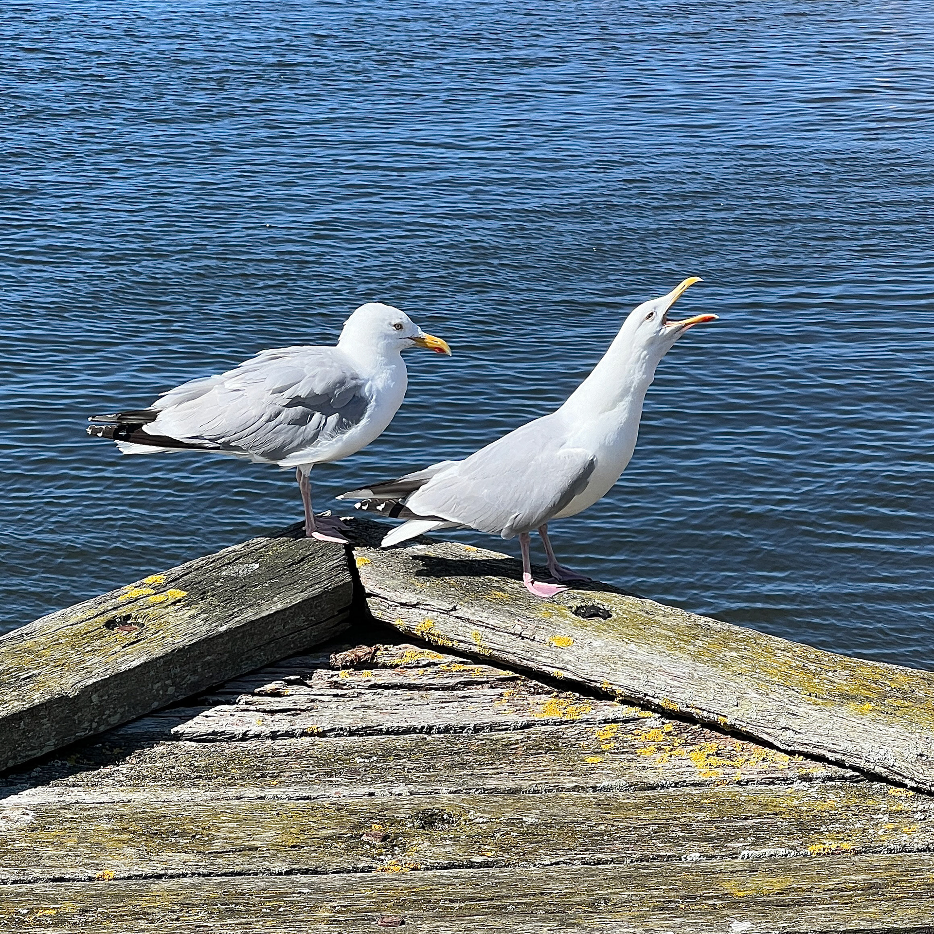 "Your turn now" by Morlais Davies