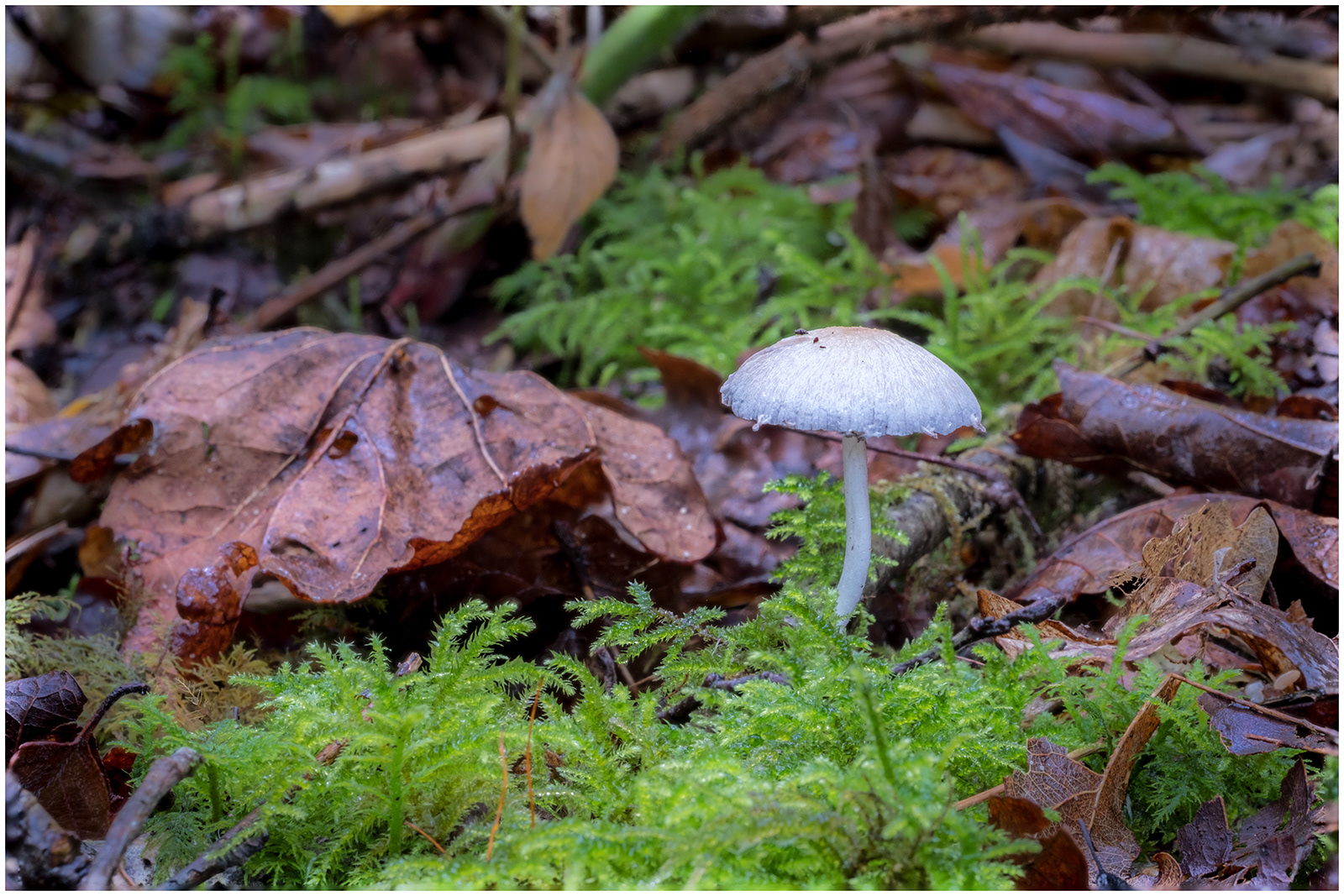 "Cenarth Wood Fungi" by Colin Price