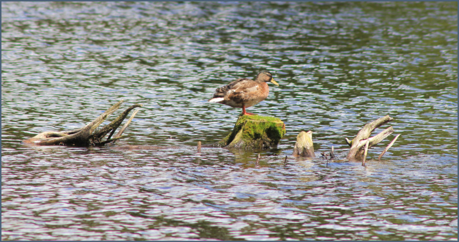 "Not a Kite" by Margaret Jones