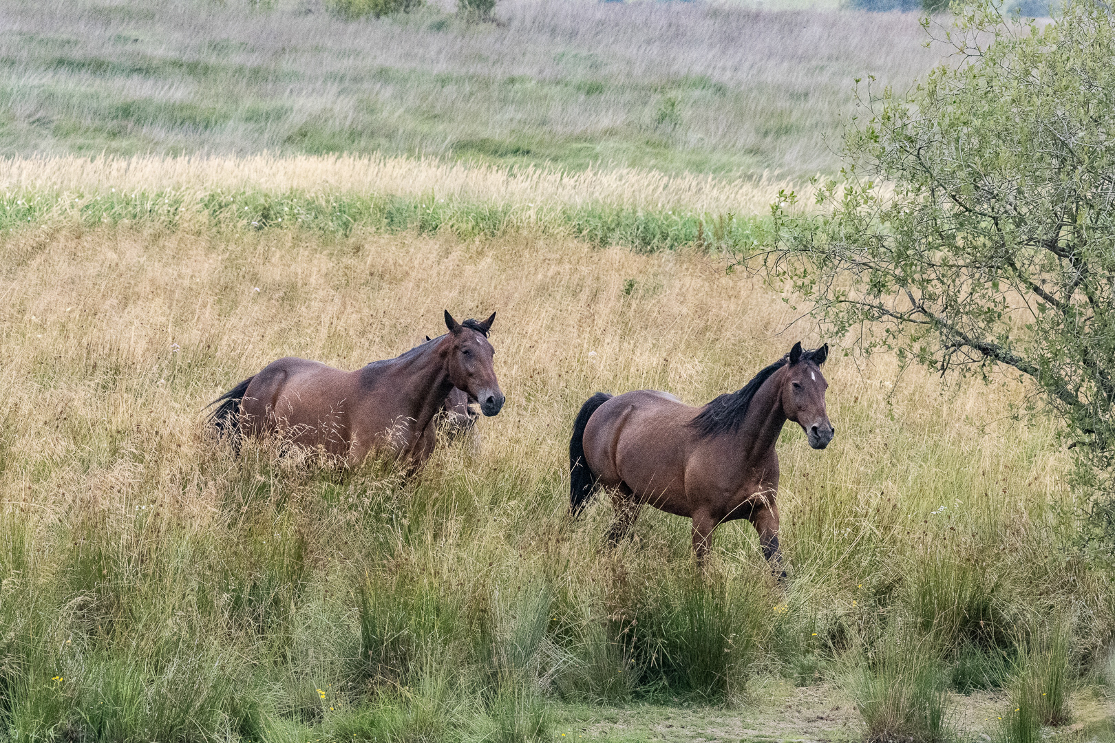"Cors Caron Ponies" by Morlais Davies