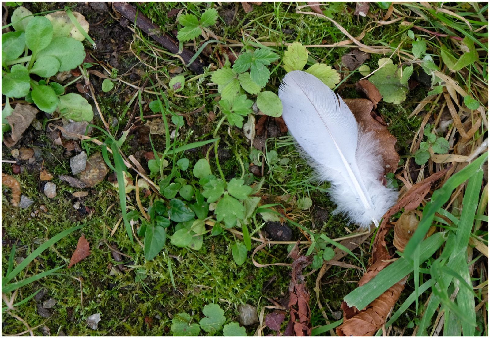 "Ground Cover" by Margaret Jones