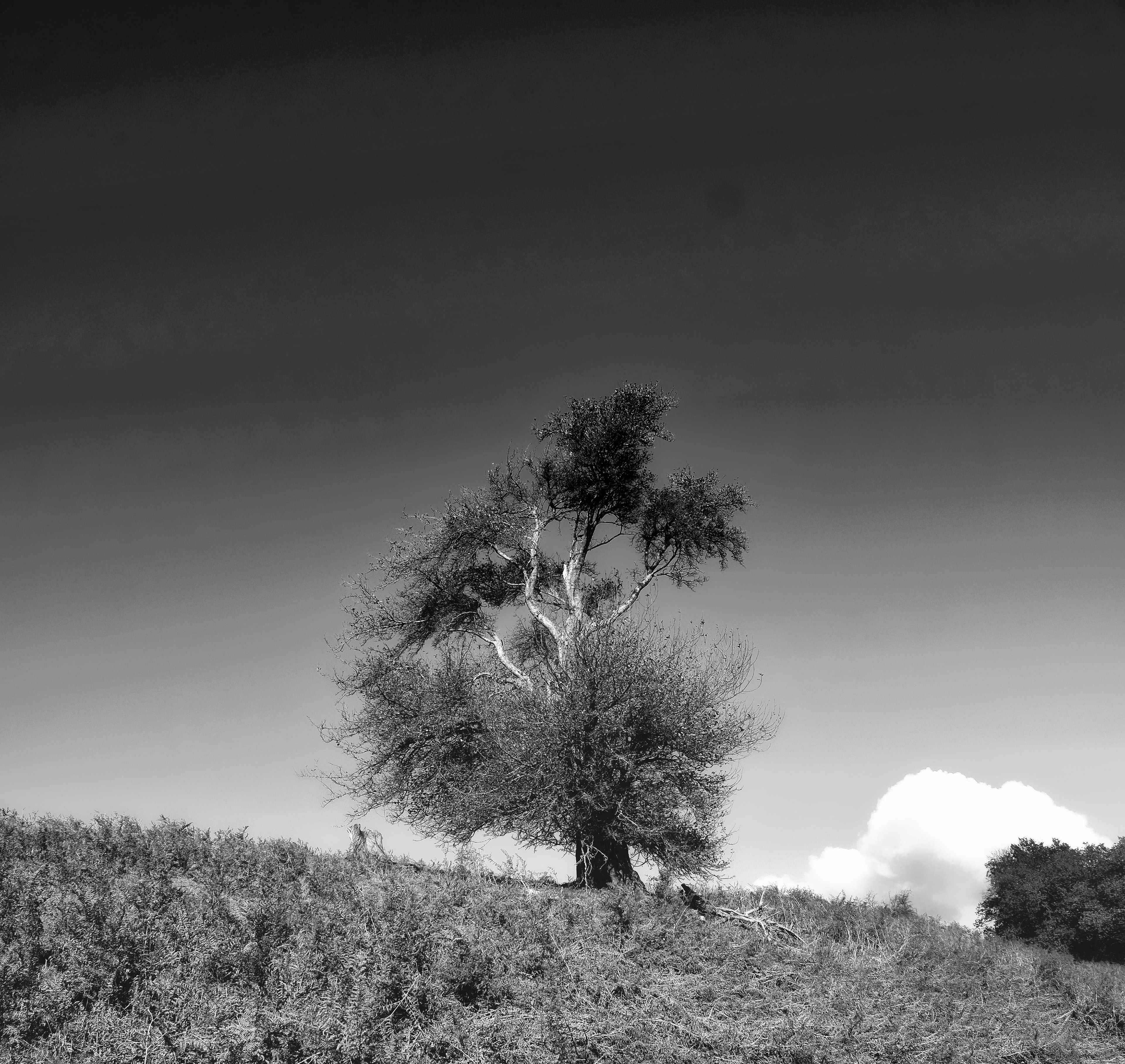11. Tree with Bush and Cloud