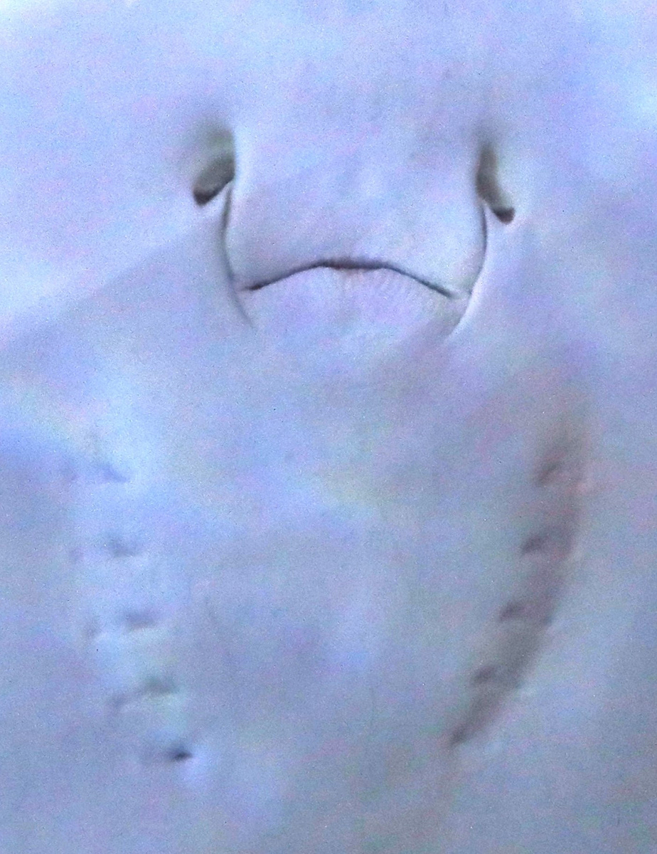 "A face with a sting in the tail" by Brian Ottewell