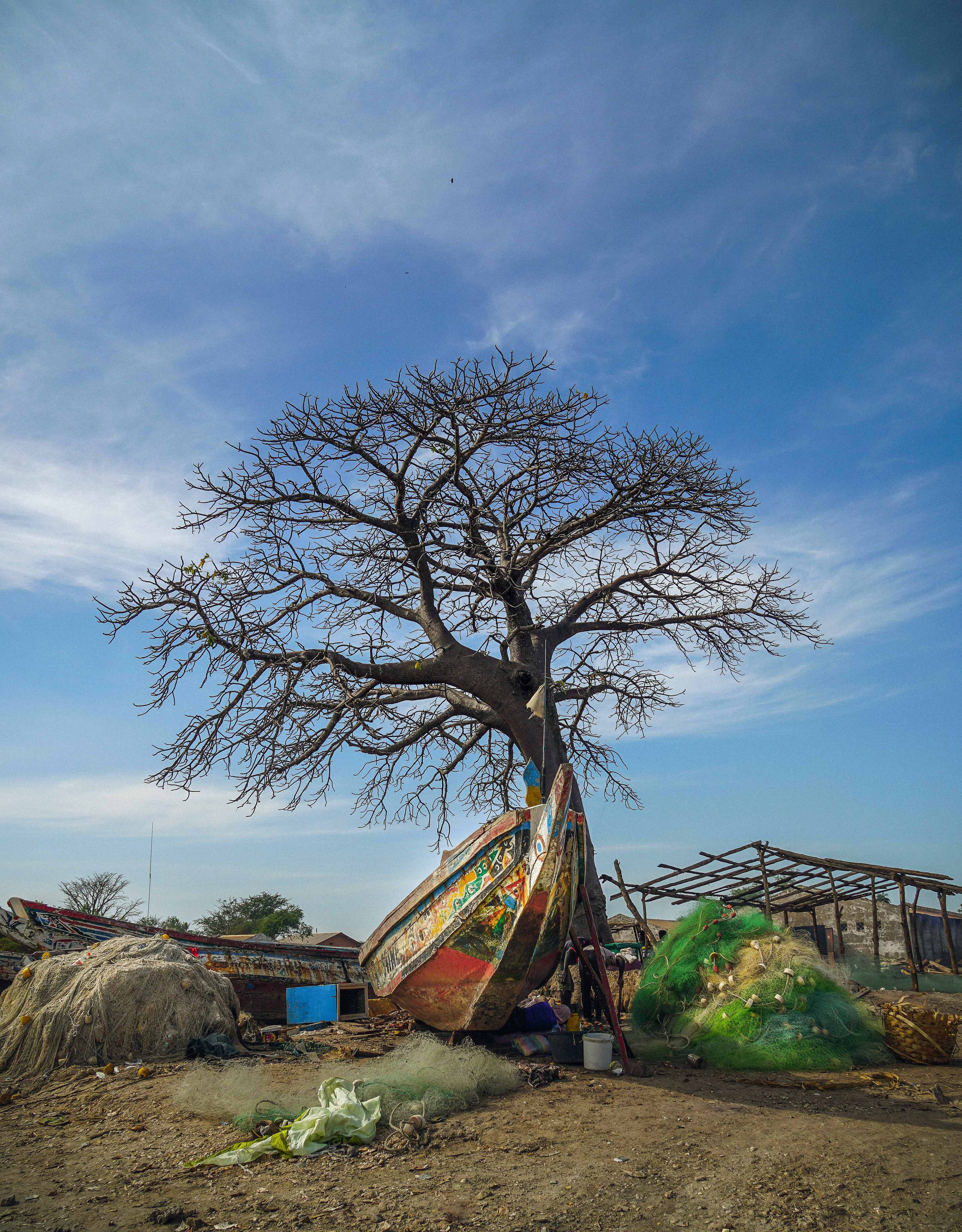 Senegal icons - boat & baobab