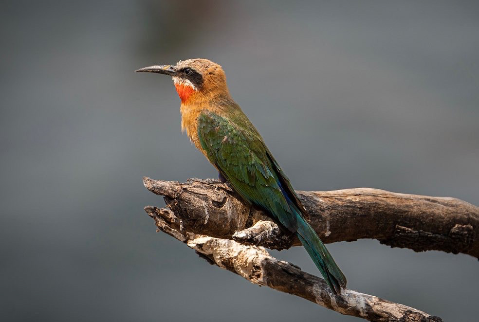 Zambia - Bee Eater