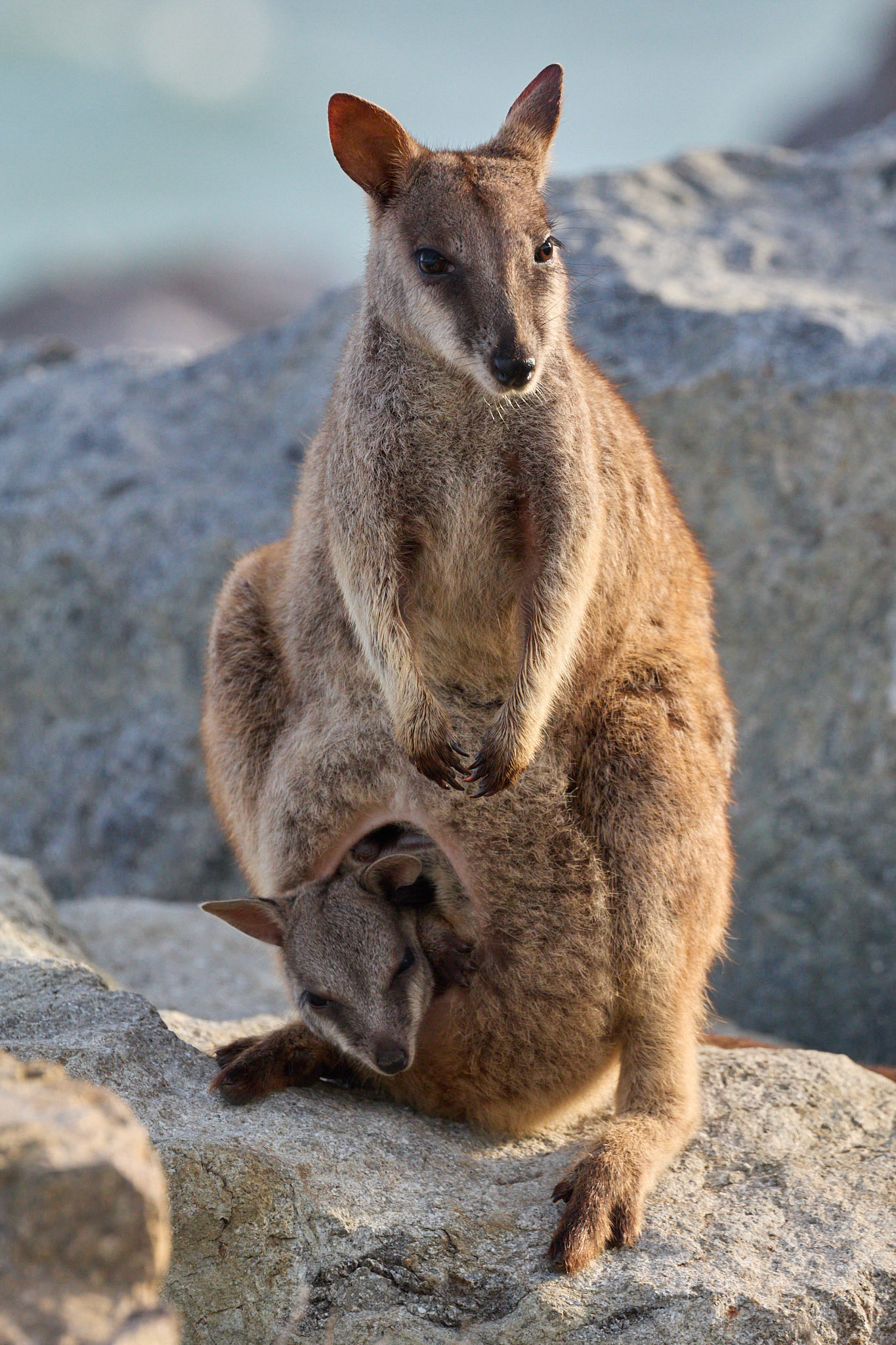 Rock Wallaby: Magnetic Island, QLD