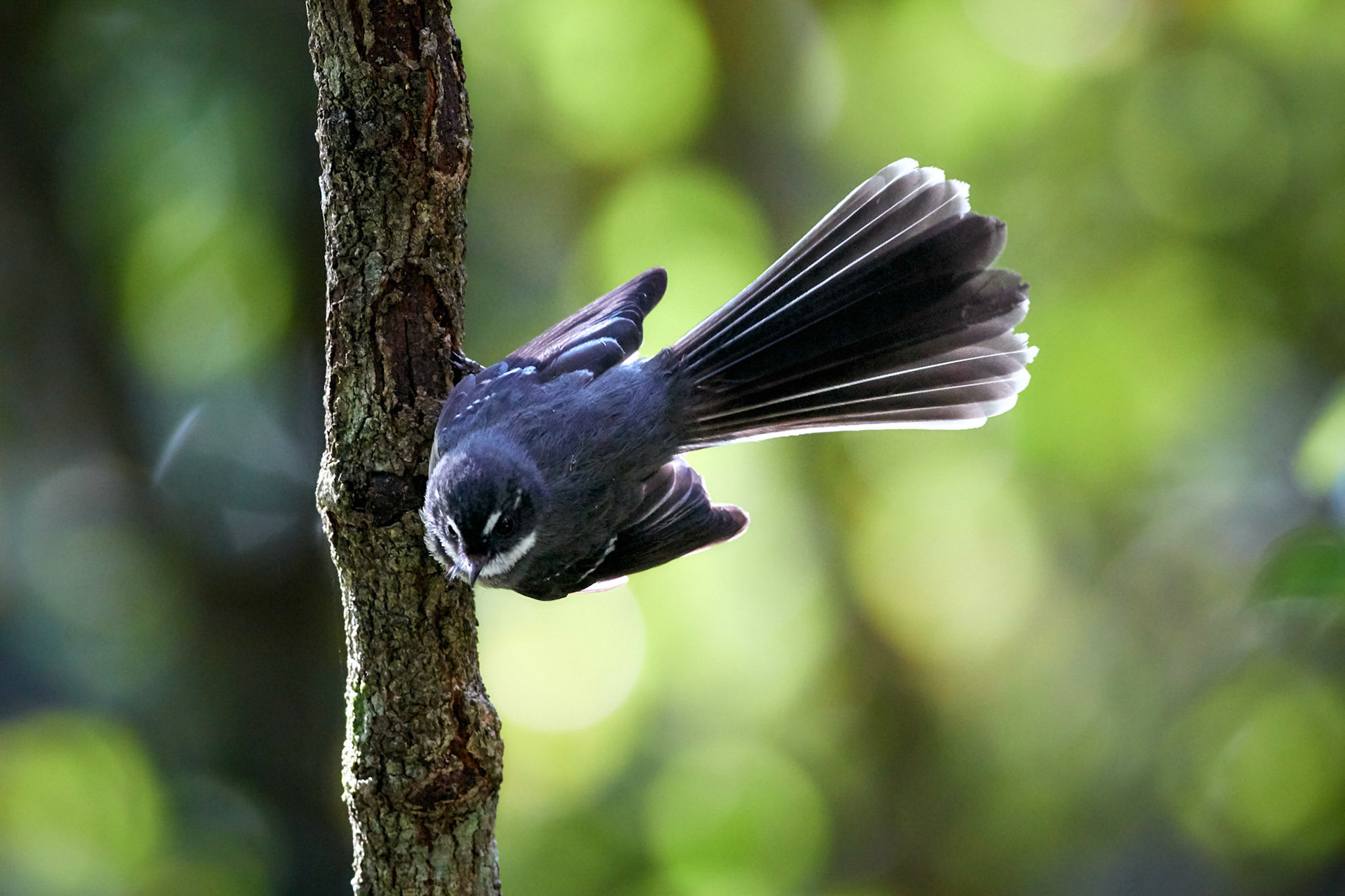 Fantail Wren: Strickland State Forest, NSW
