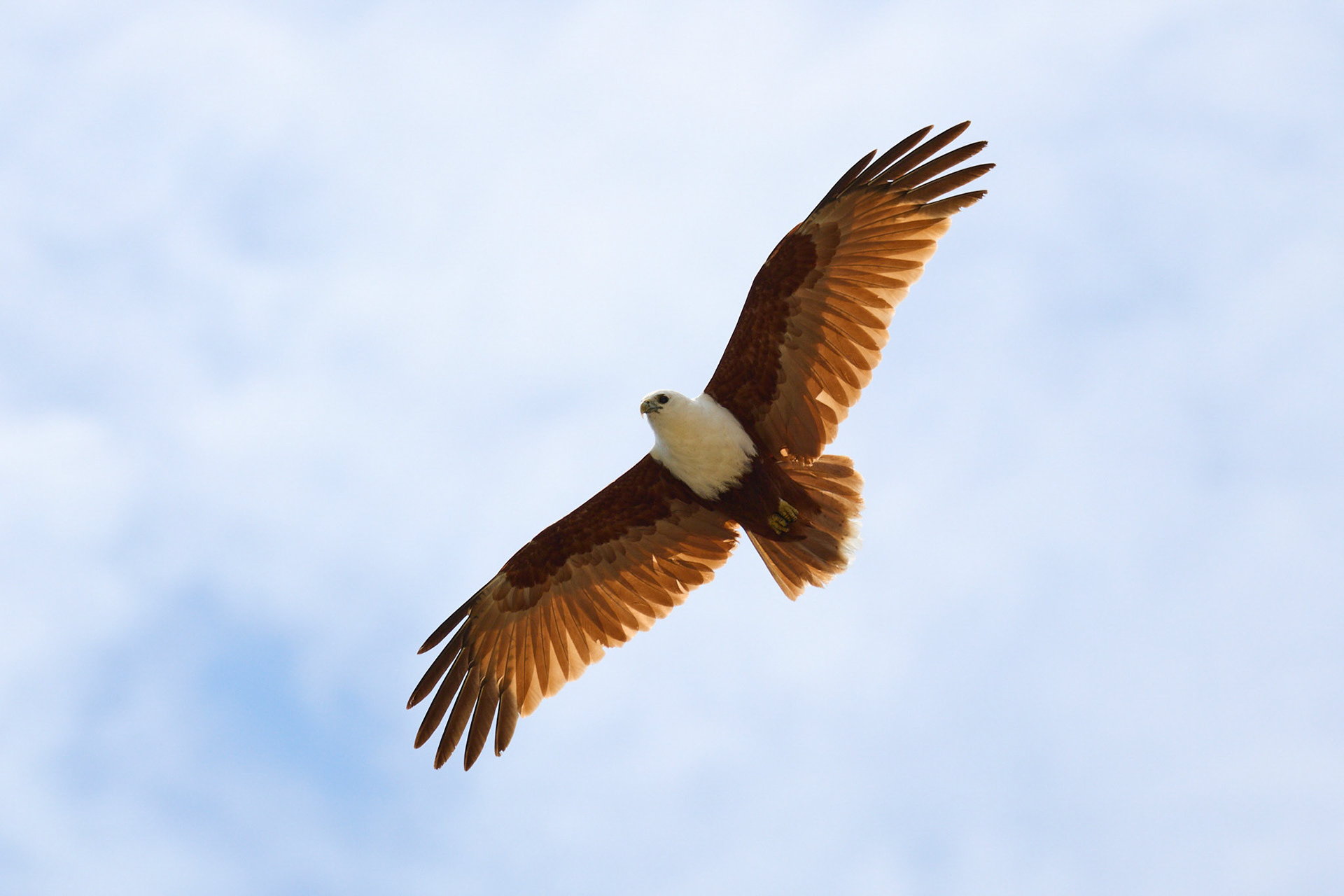 Brahminy Kite: Magnetic Island, QLD