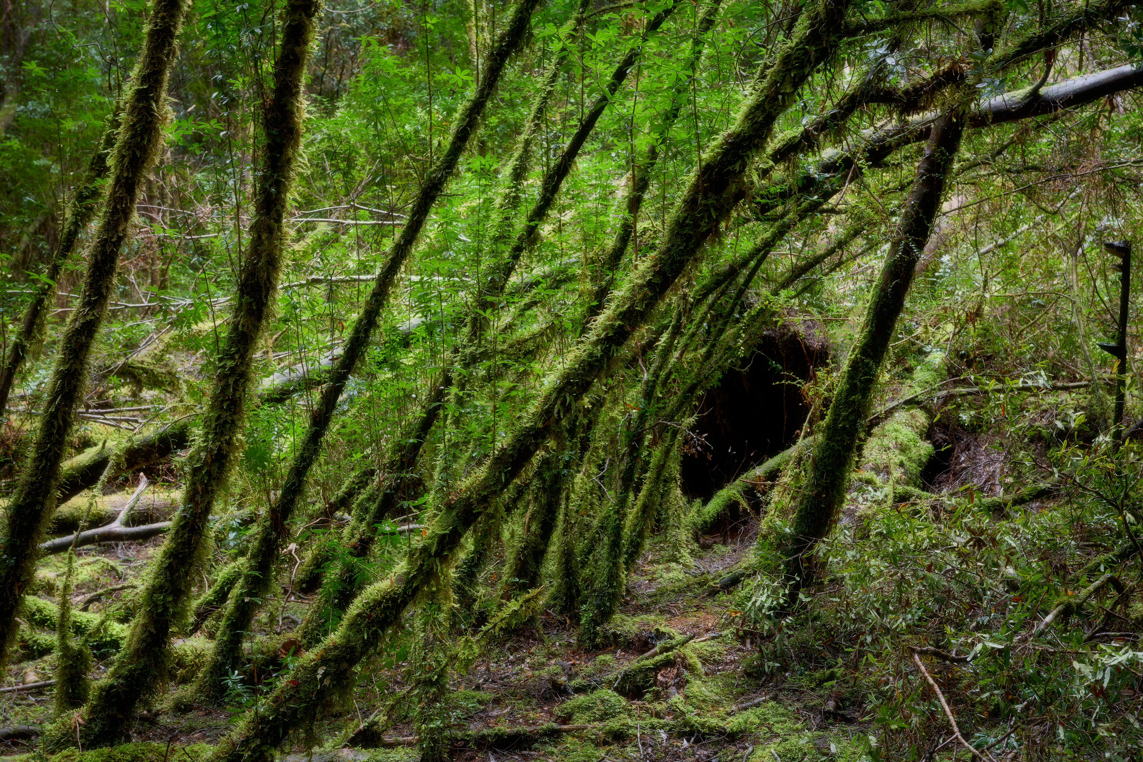 Sarah Island, Tasmania