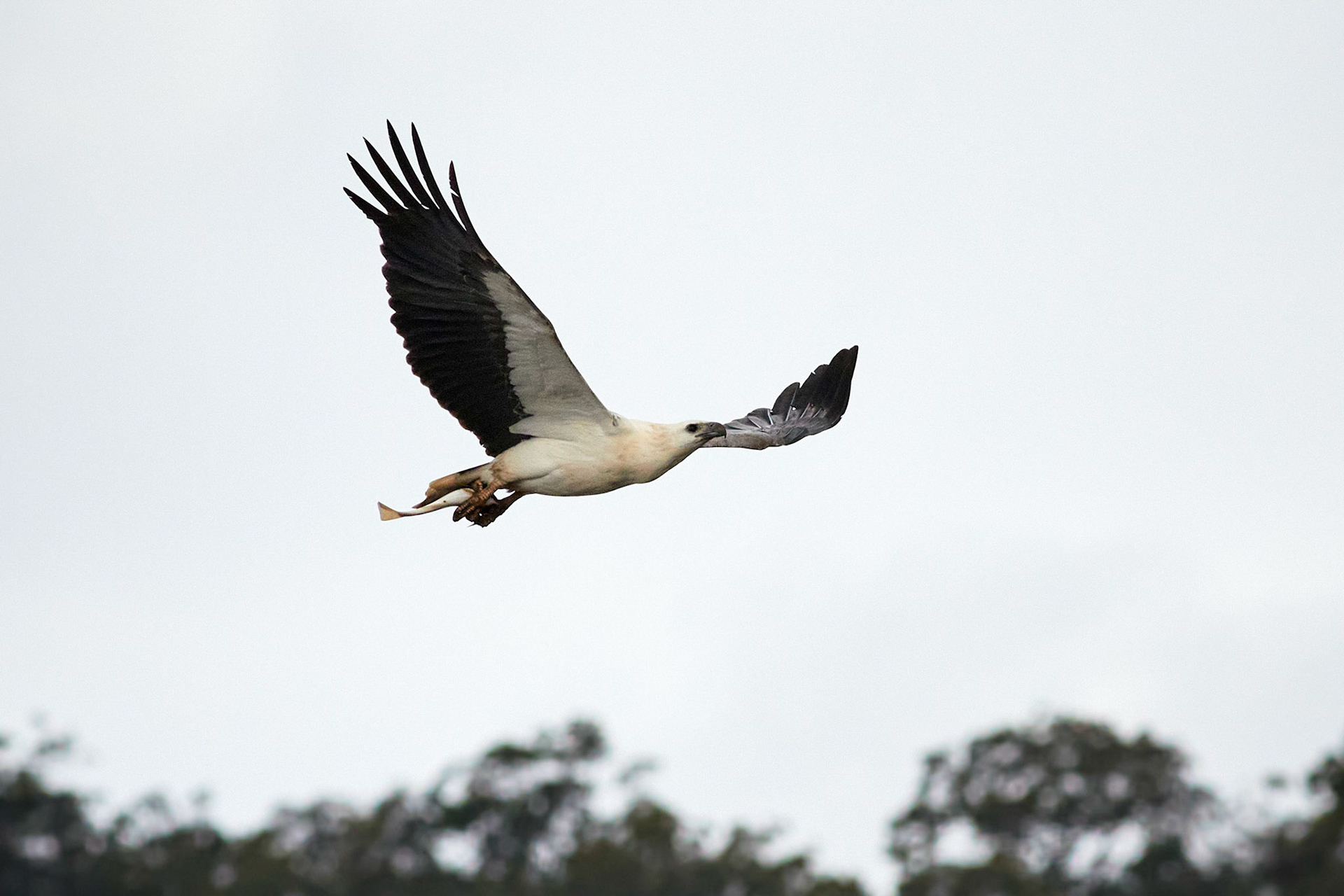 Sea Eagle: Hawkesbury River, NSW