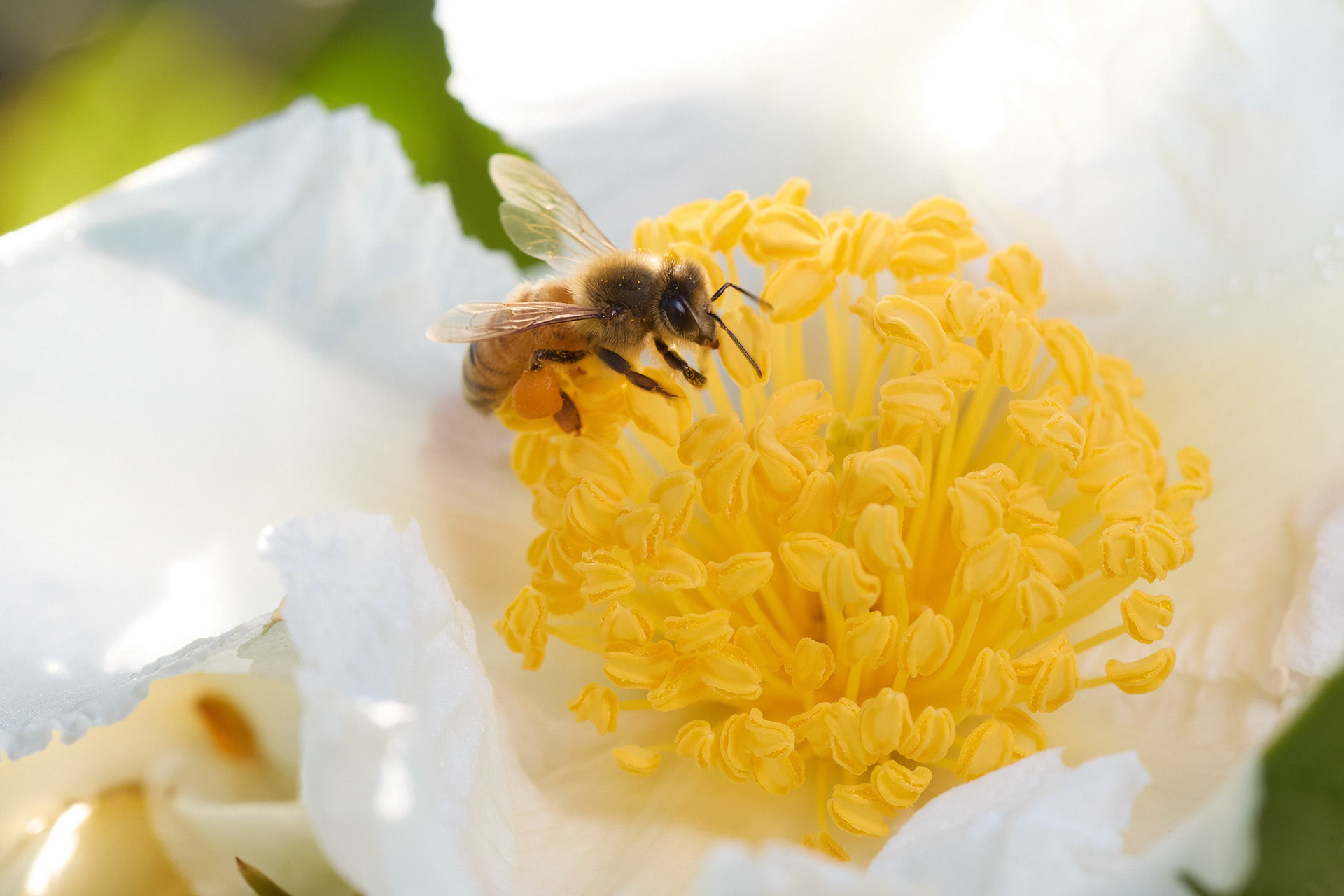 European Honey Bee: Wyoming, NSW
