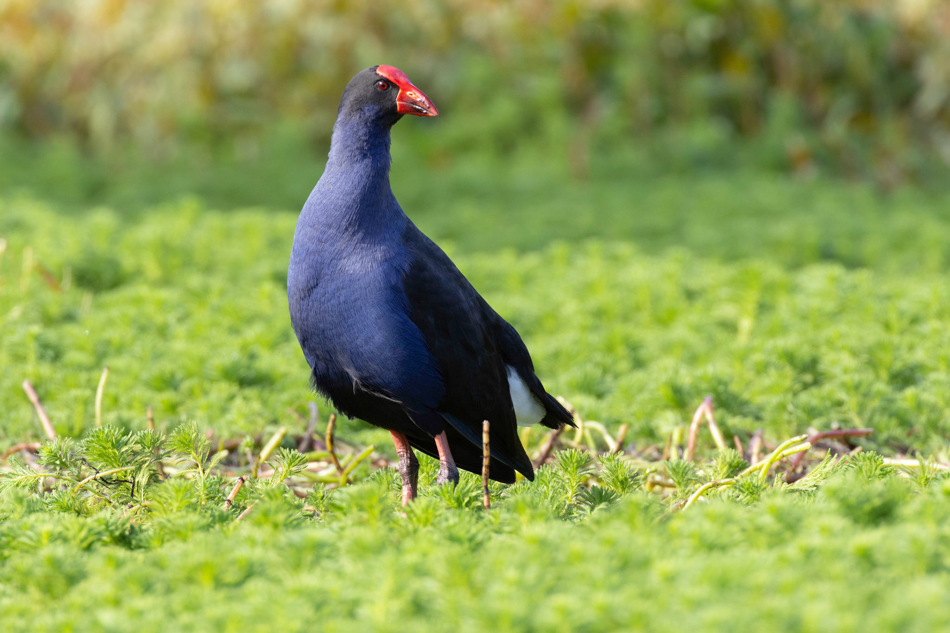 Swamp Hen: Pioneer Dairy, NSW