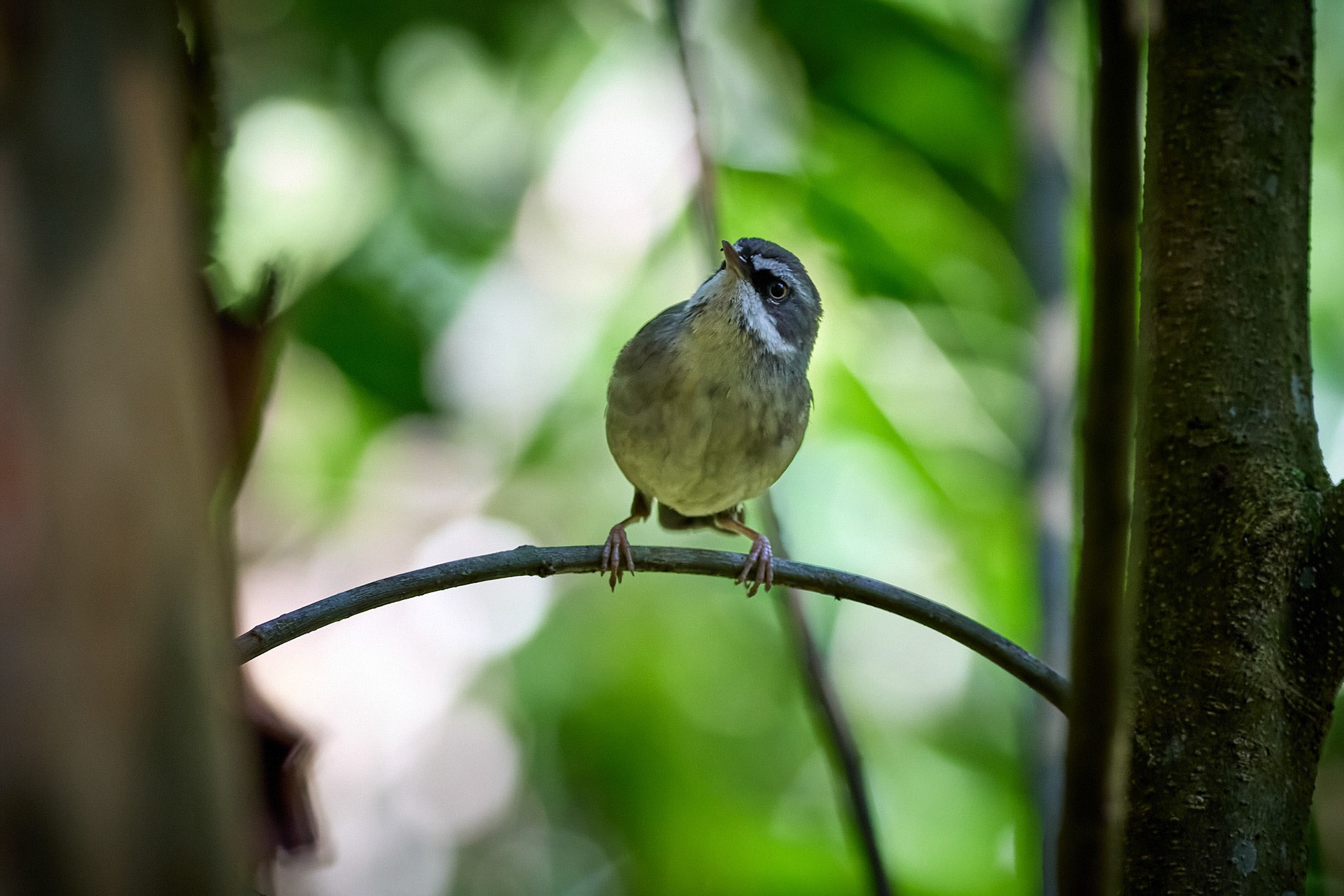 Fantail Wren: Strickland State Forest, NSW