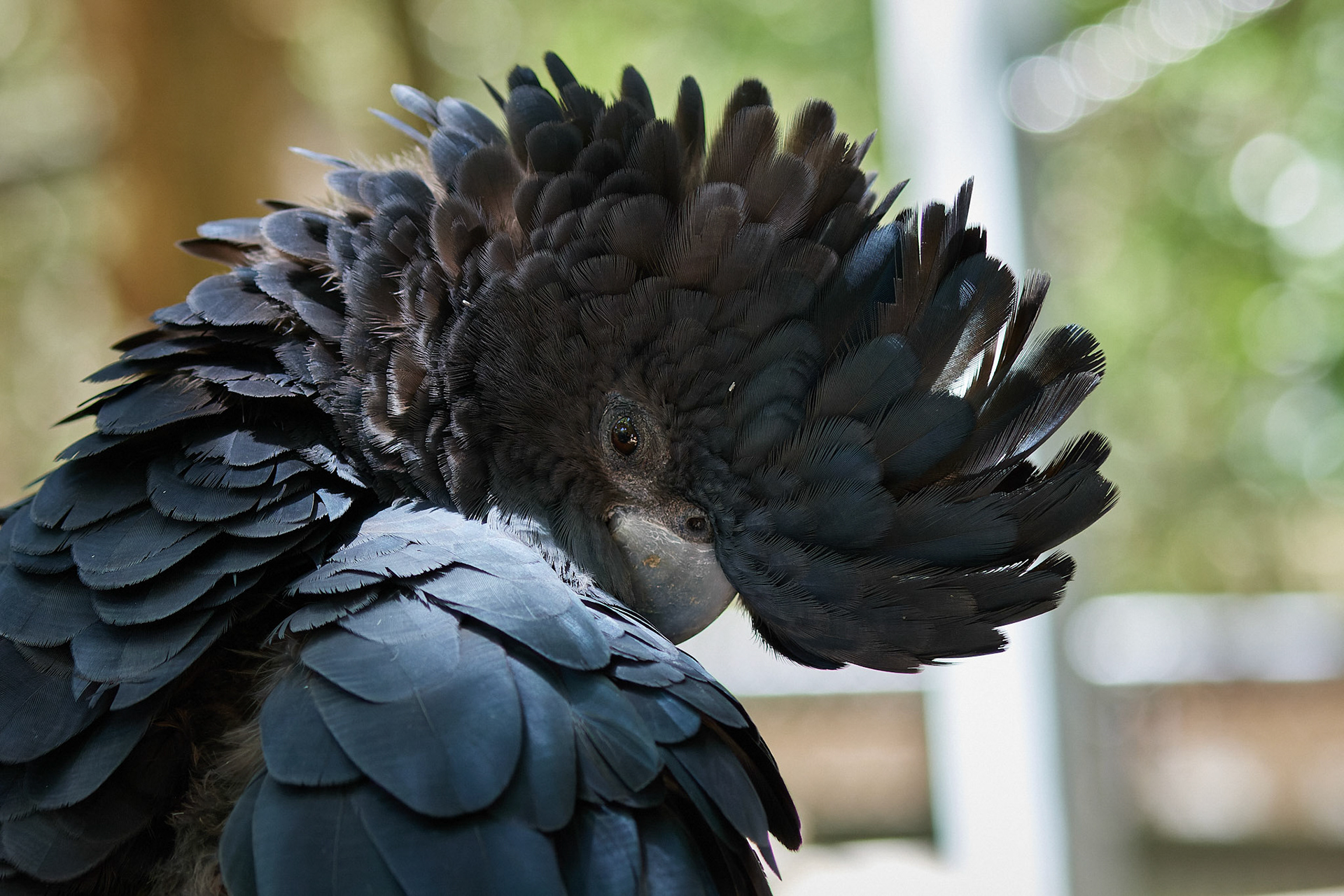 Black Cockatoo: Magnetic Island, QLD