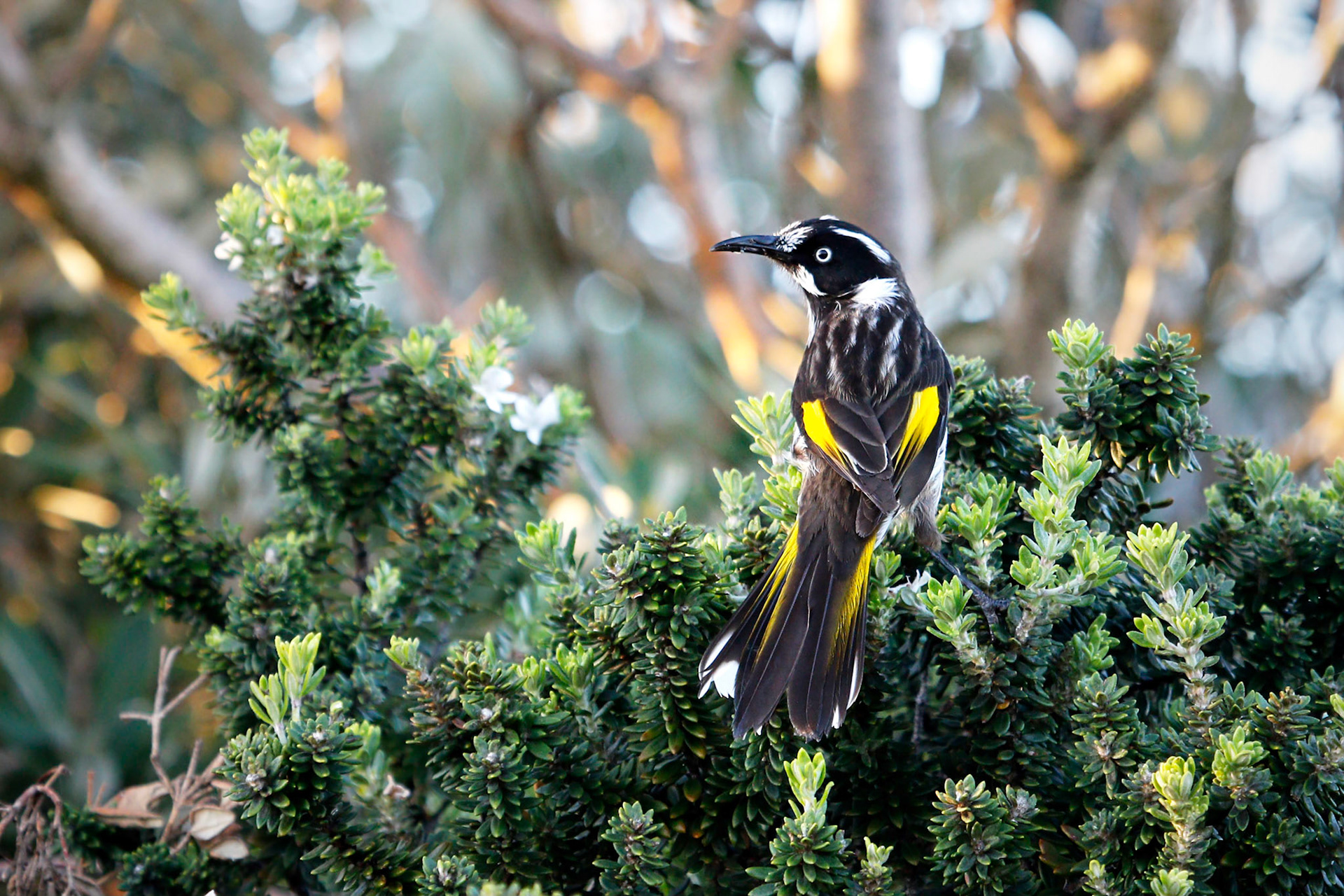 New Holland Honeyeater: Lake Munmorrah, NSW
