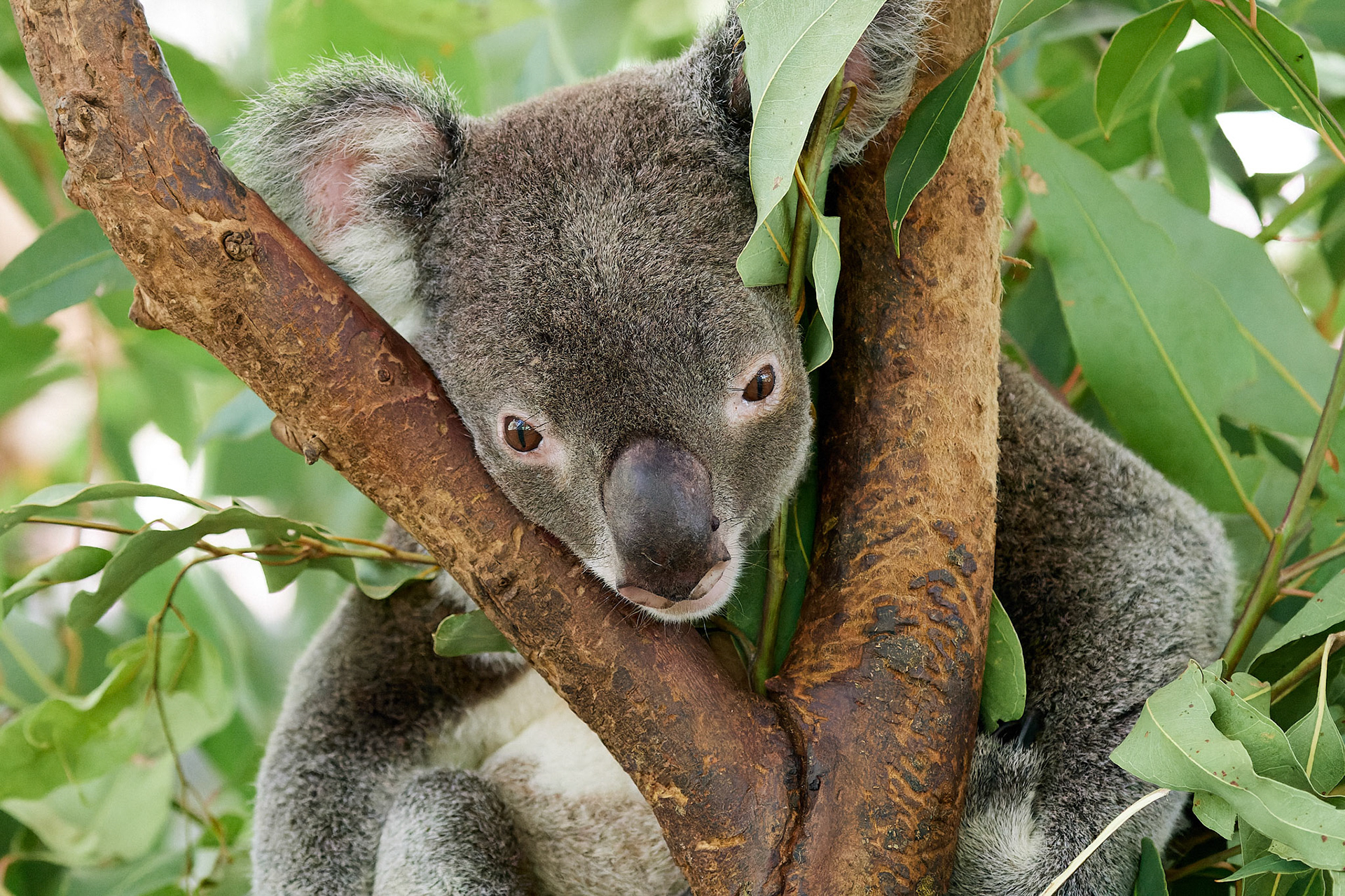 Koala: Magnetic Island, QLD