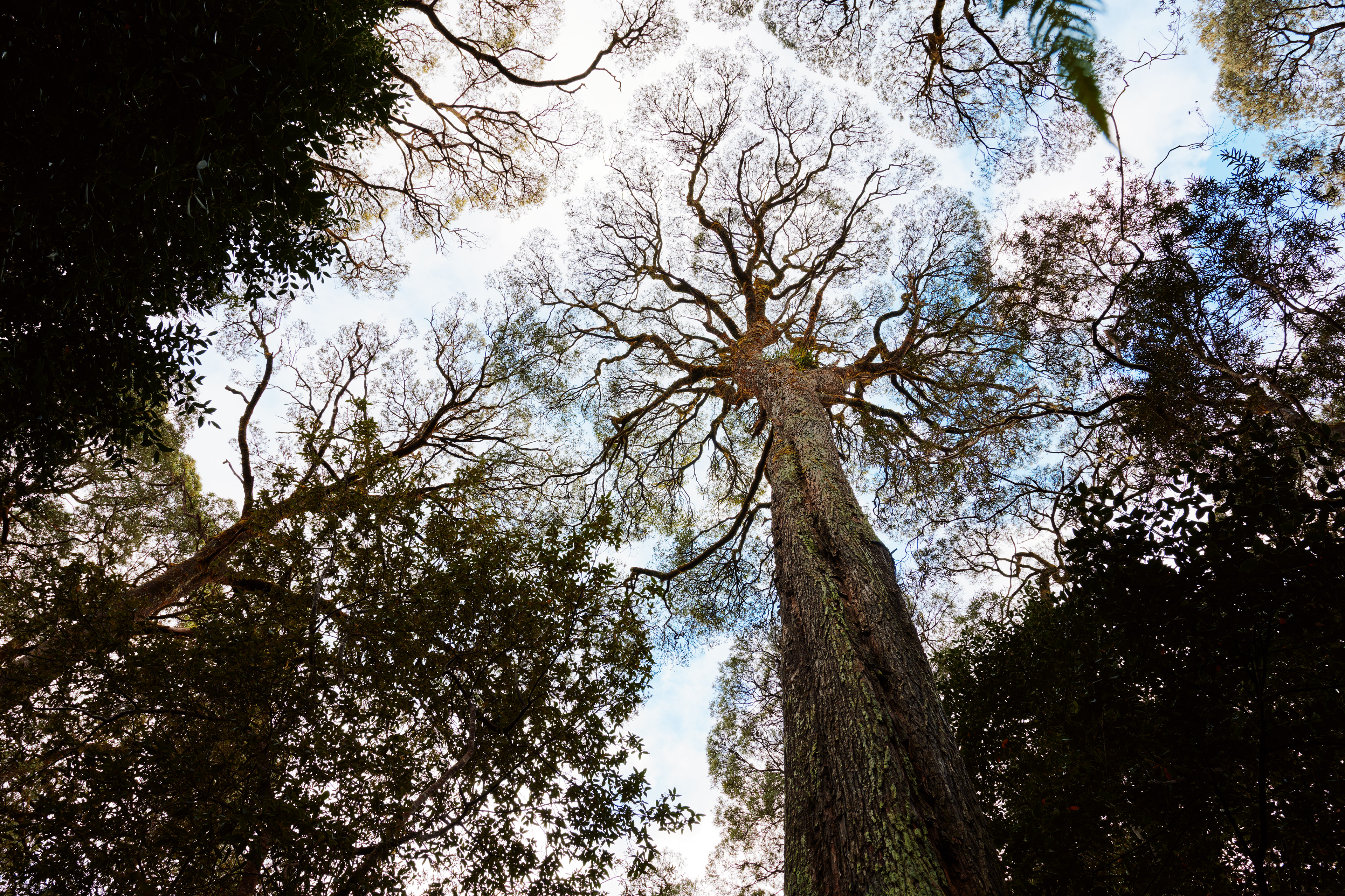 King Billy Walk, Tasmania