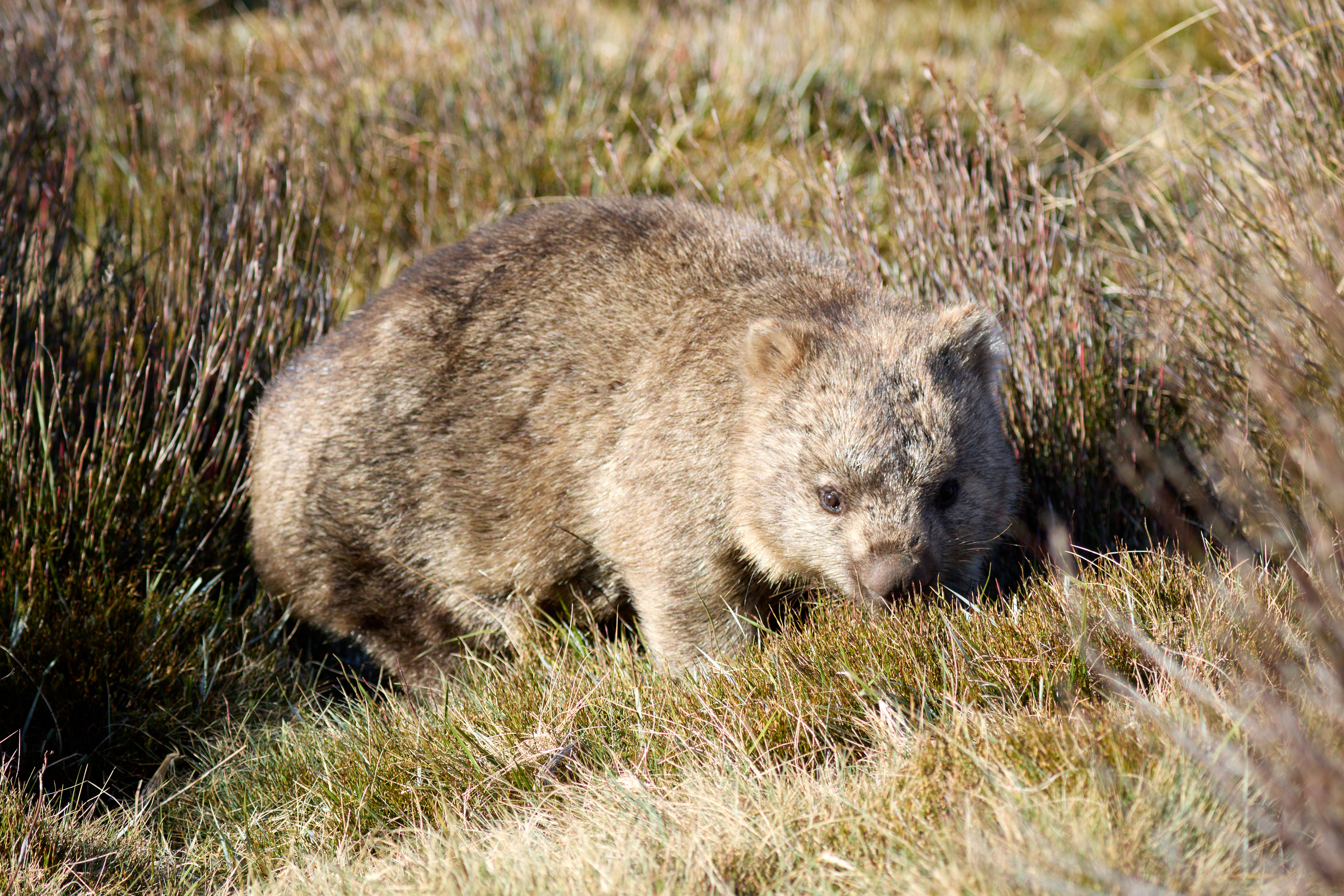 Wombat: Cradle Mountain, Tasmania