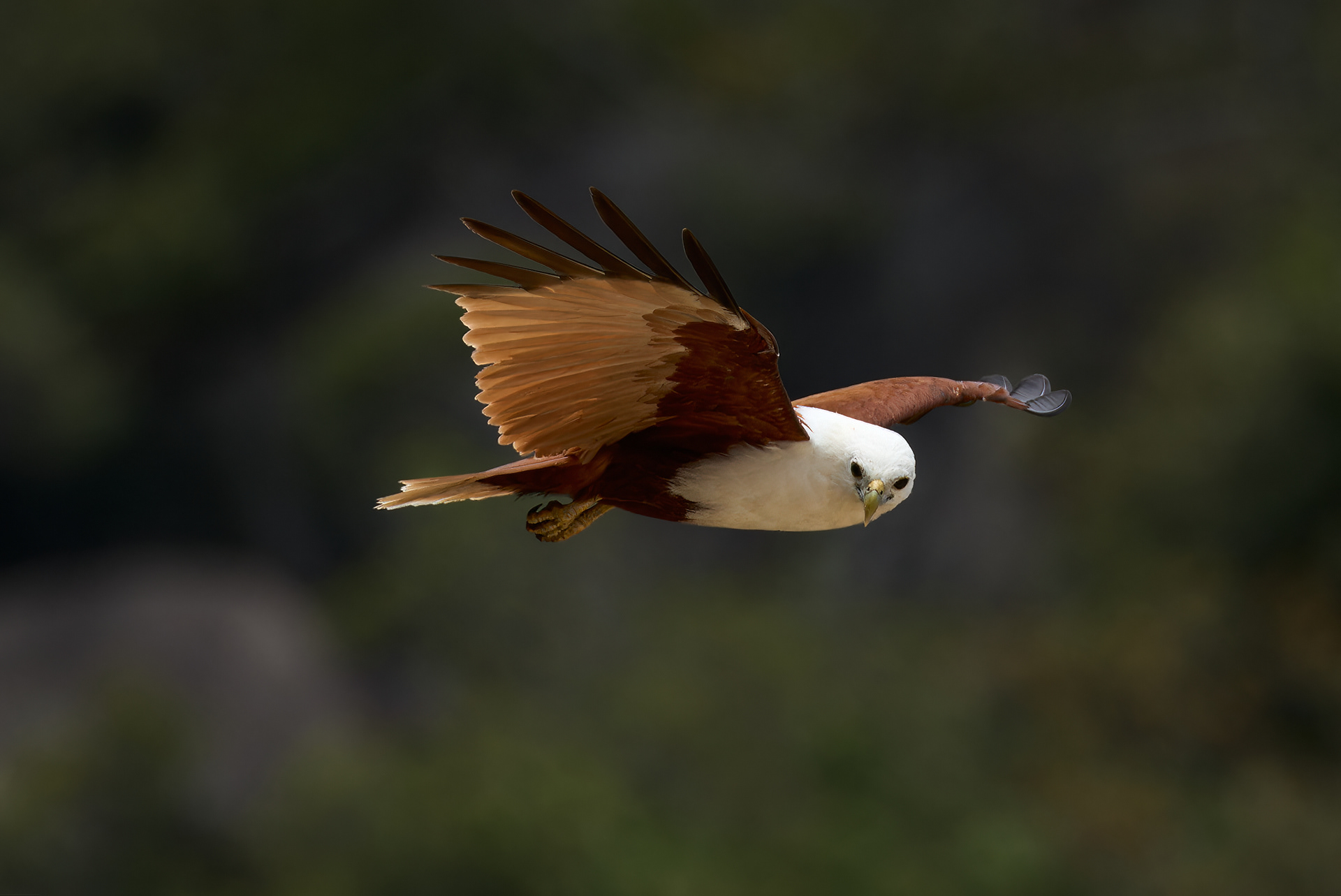 Brahminy Kite: Magnetic Island, QLD