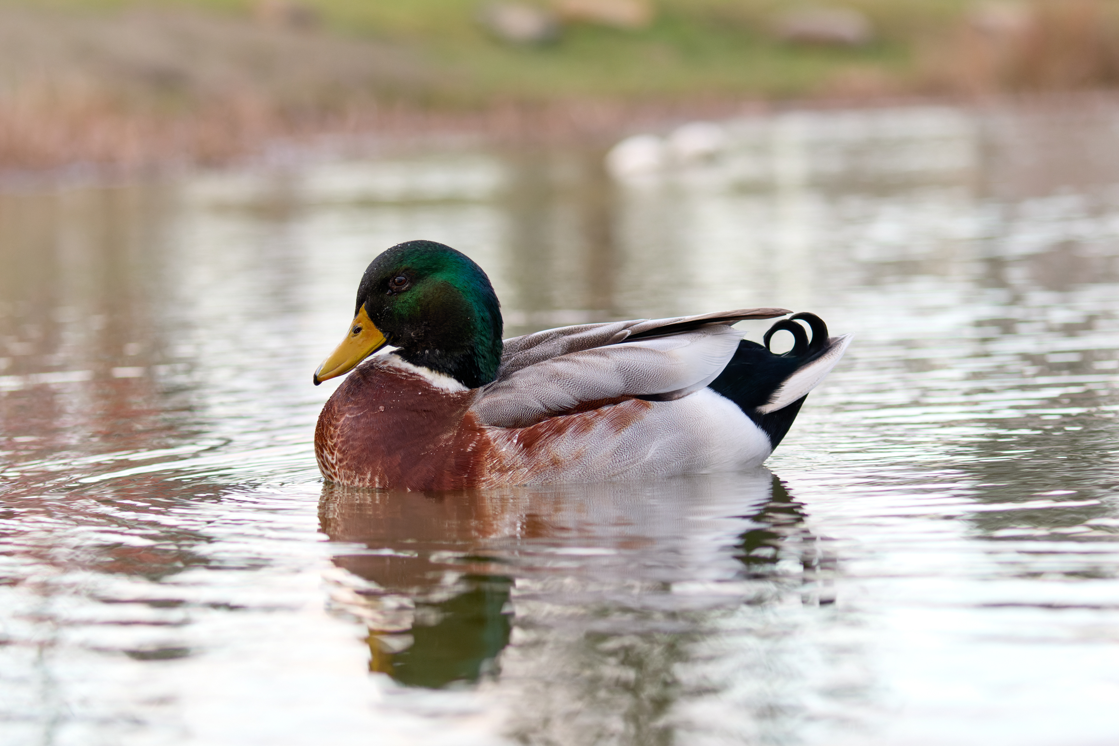 Mallard: Exeter, Tasmania