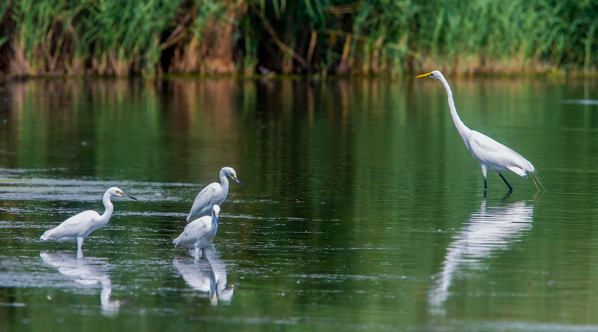 White and snowy egrets at Jamica Bay WIldlife Refuge in Queens, NY